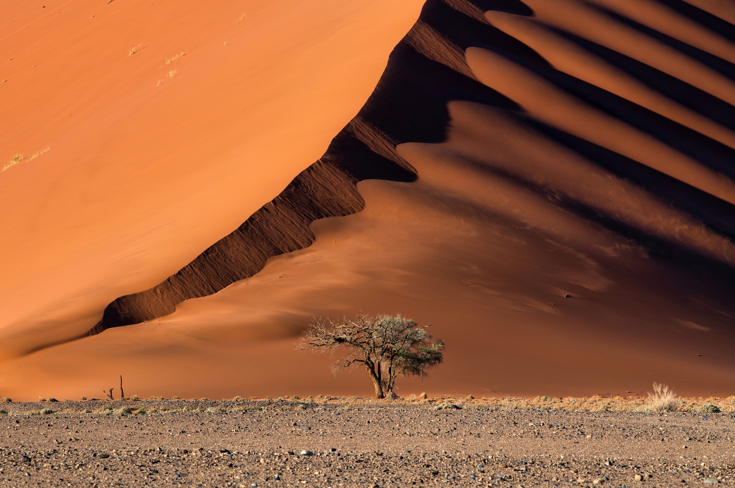 Papermoon Fototapete "Photo-Art LUIGI RUOPPOLO, DIE DÜNE UND DER BAUM"