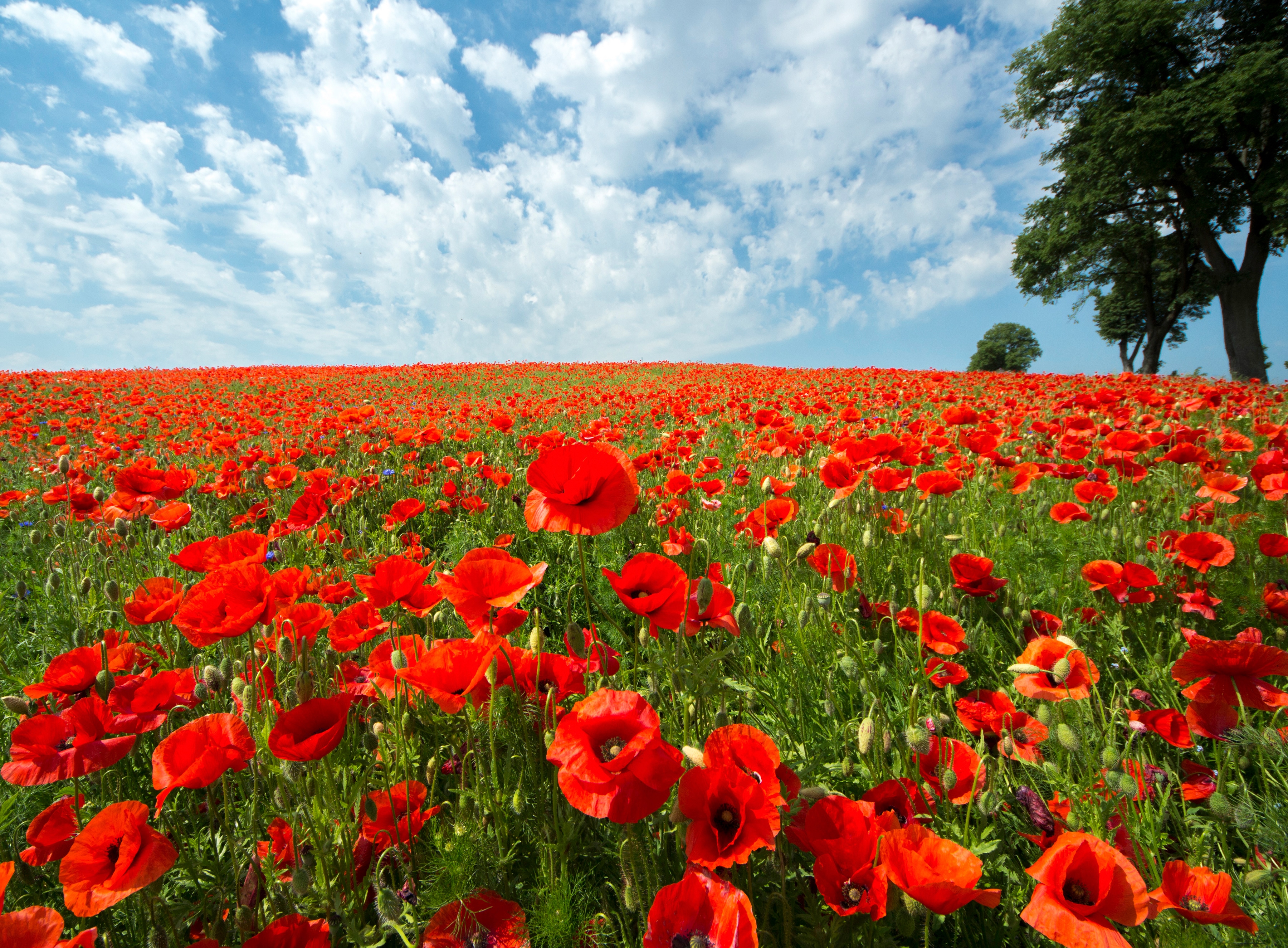 Papermoon Fototapete "Red Poppy Field" glatt