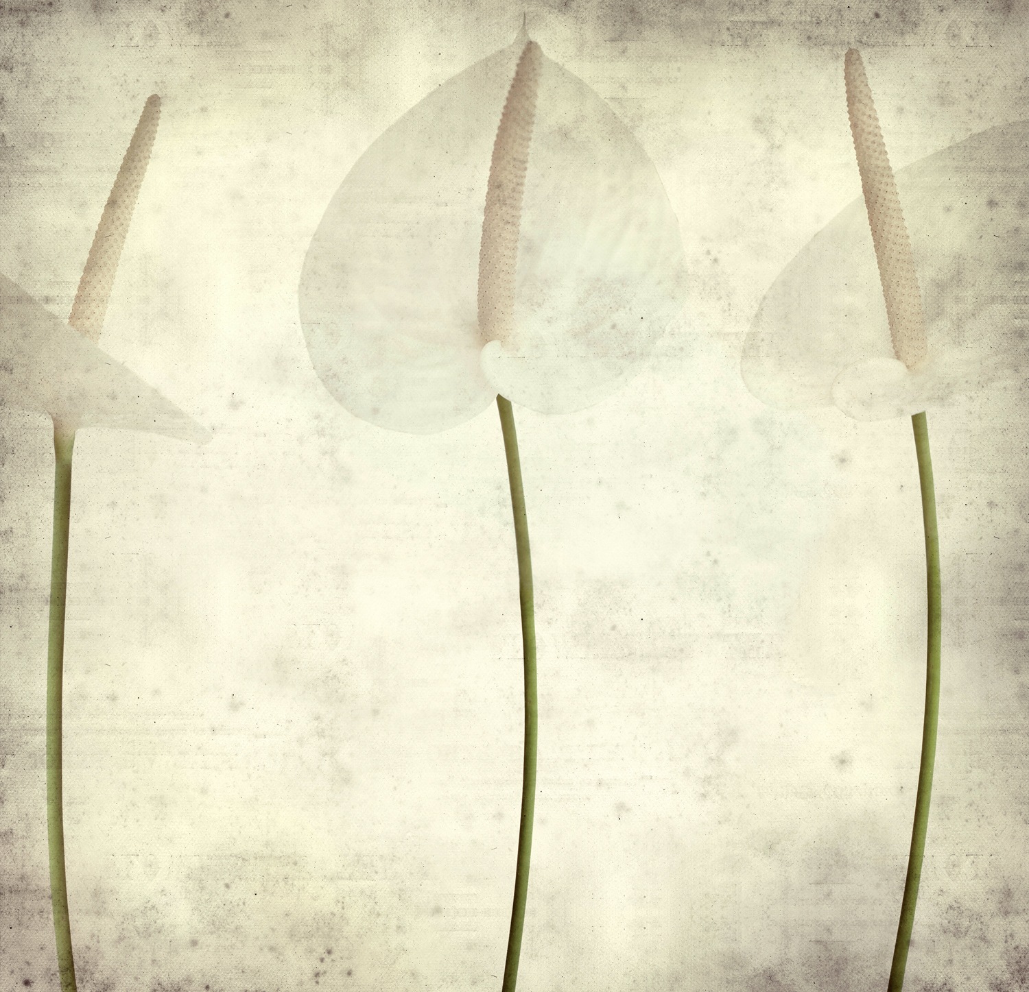 queence Leinwandbild "Fleur" Blumen  Blumenbilder  Blätter  Blätterbilder 1 günstig online kaufen