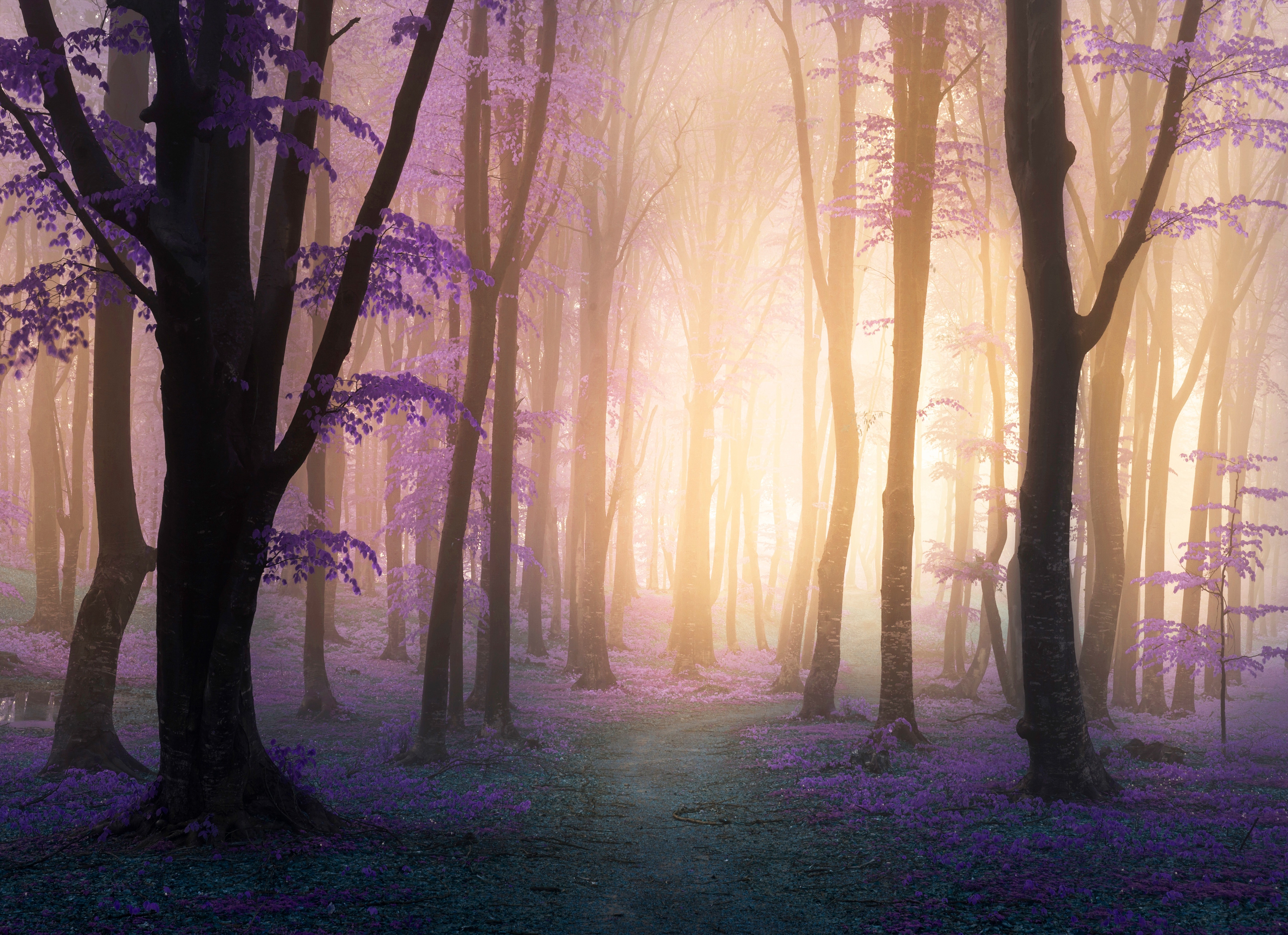 Papermoon Fototapete "Mystic Fogga Forest" glatt