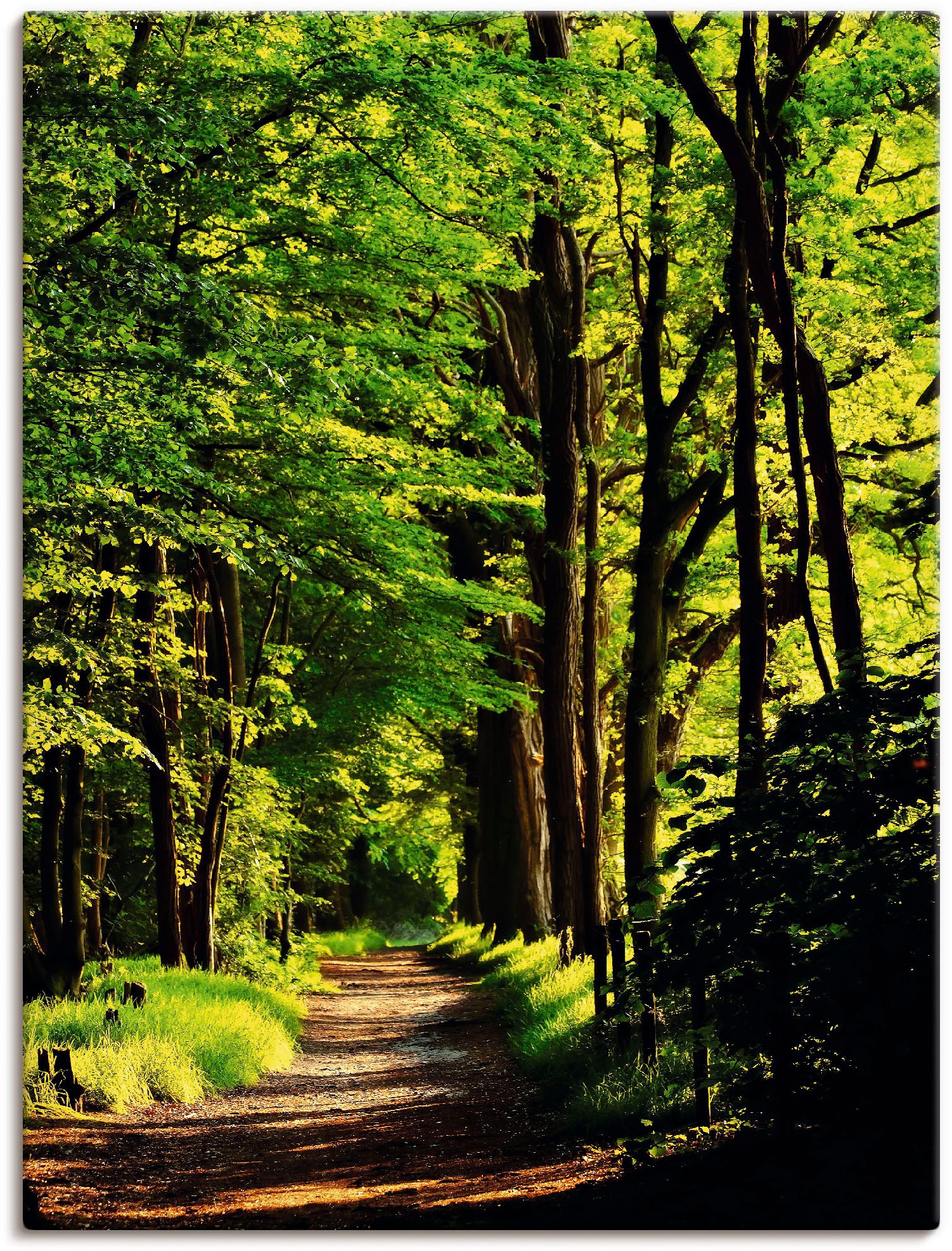 Alubild, bestellen Wandbild im Wandaufkleber »Weg Poster Leinwandbild, (1 oder als Größen versch. BAUR | Artland Wald«, Wald, St.), in