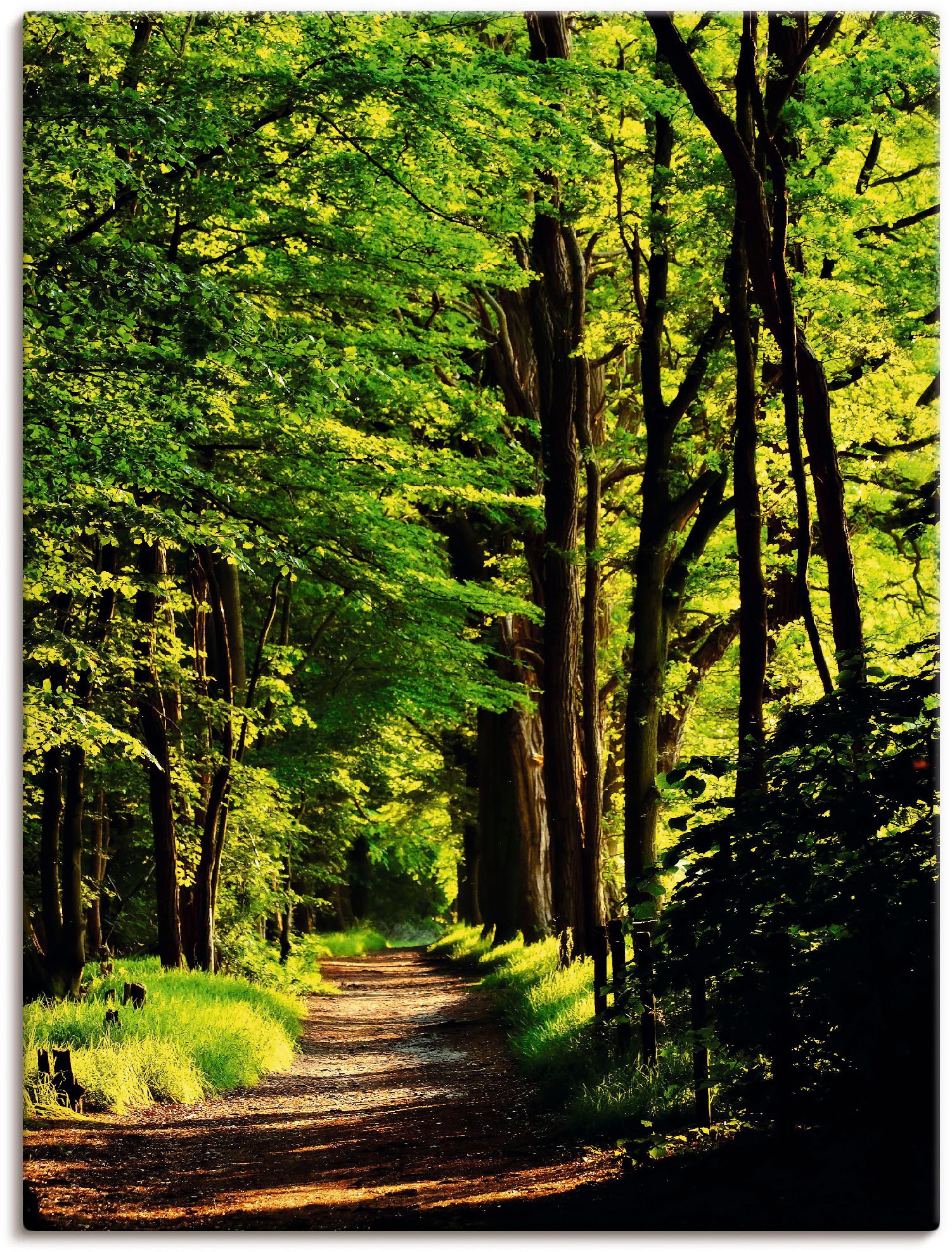 Artland Wandbild "Weg im Wald", Wald, (1 St.), als Alubild, Outdoorbild, Leinwandbild, Poster in verschied. Größen