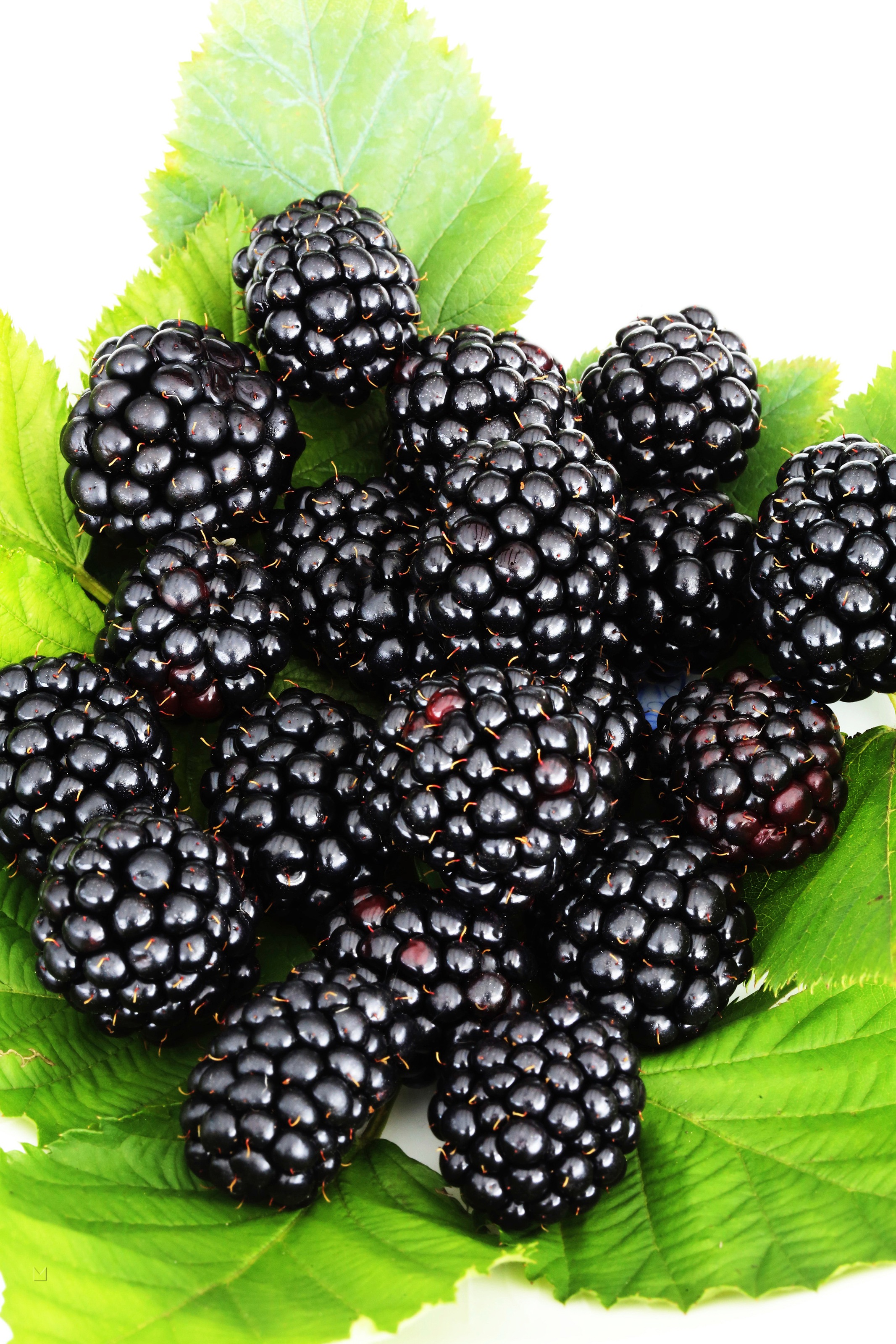 BCM Obstpflanze »Brombeere 'Navaho Summerlong'«, (1 St.), Höhe: 50-60 cm, 1 Pflanzen kaufen
