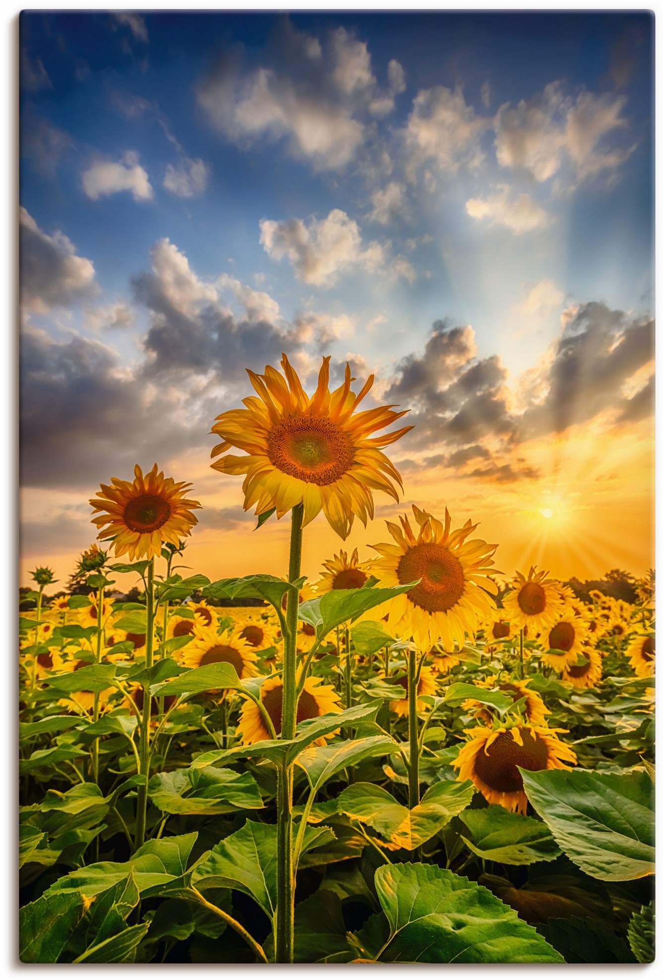 Artland Wandbild "Sonnenblumen im Sonnenuntergang" Blumenbilder 1 Stk. tlg. als Leinwandbild, Poster in verschied. Größen
