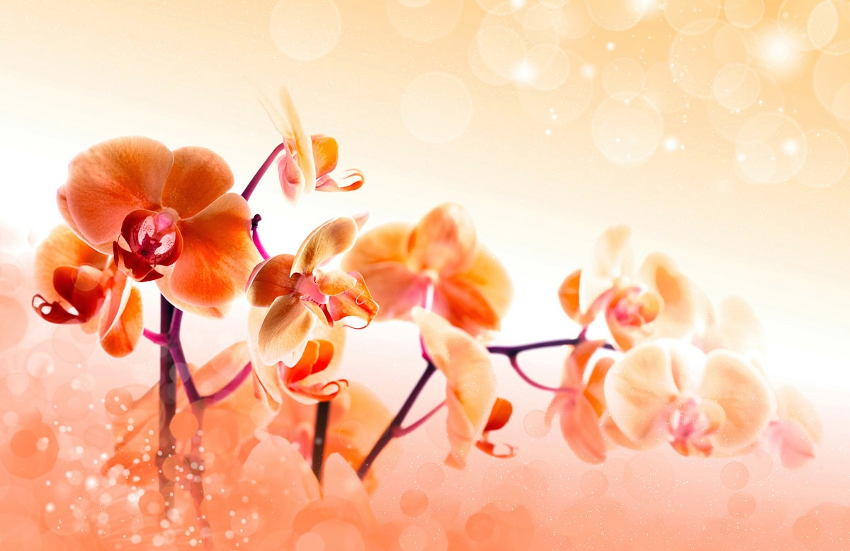 Papermoon Fototapete »Blumen«