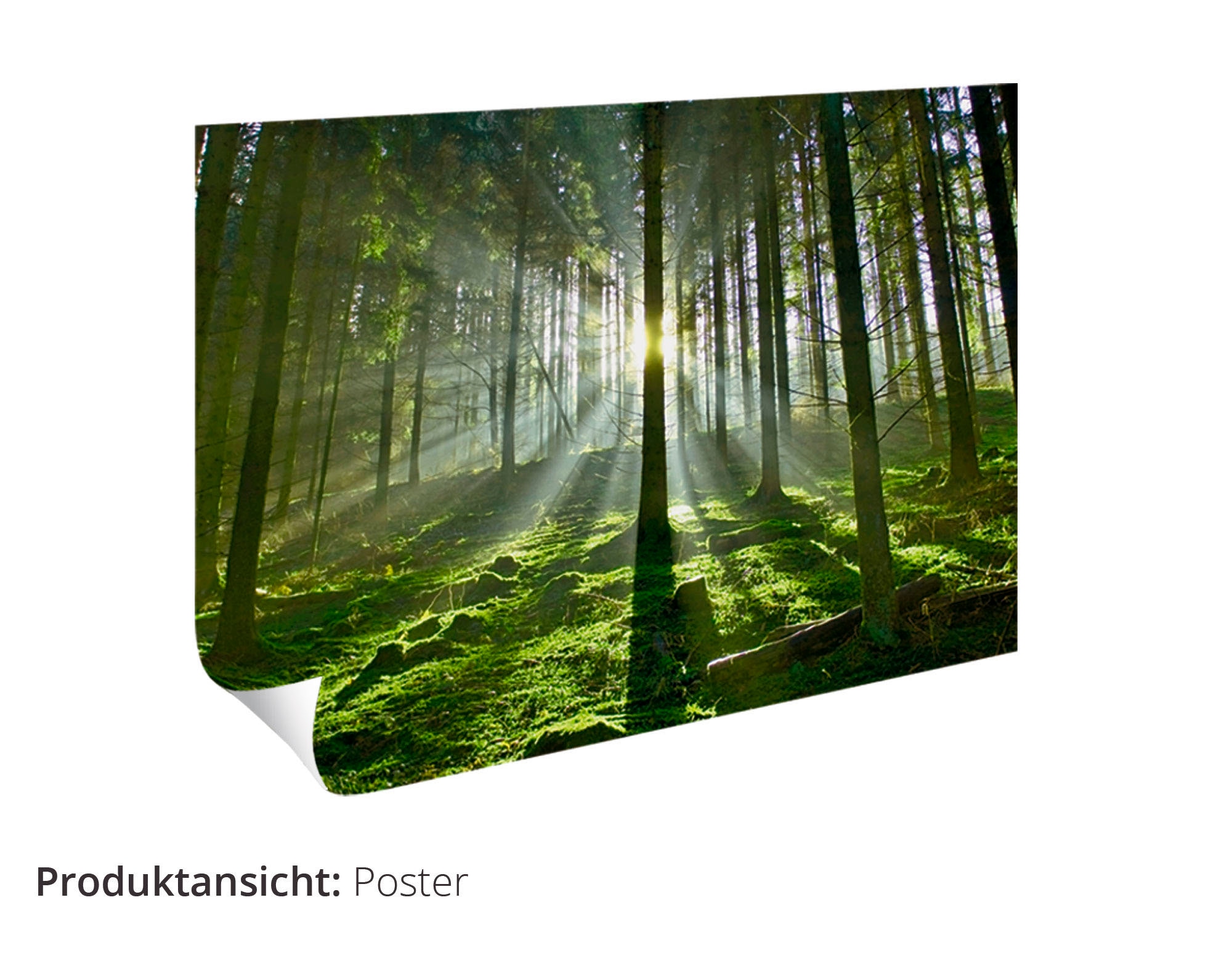 Artland Wandbild »Fensterblick Torbögen durch Bäume«, Wald, (1 St.), als Leinwandbild, Poster in verschied. Größen