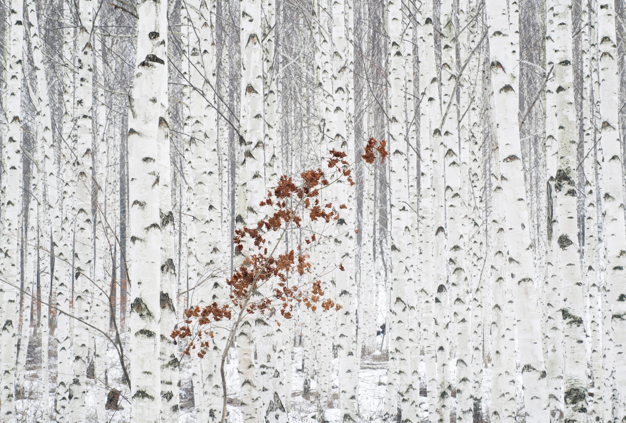 Papermoon Fototapete "Photo-Art HAN DONG HEE, AUS WEIß"