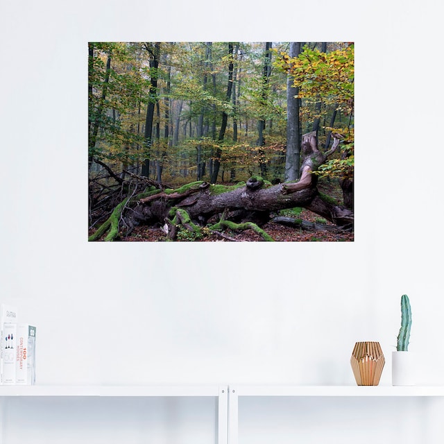 Artland Wandbild »Ein alter Riese, neuer Lebensraum«, Wald, (1 St.), als  Leinwandbild, Wandaufkleber oder Poster in versch. Größen kaufen | BAUR