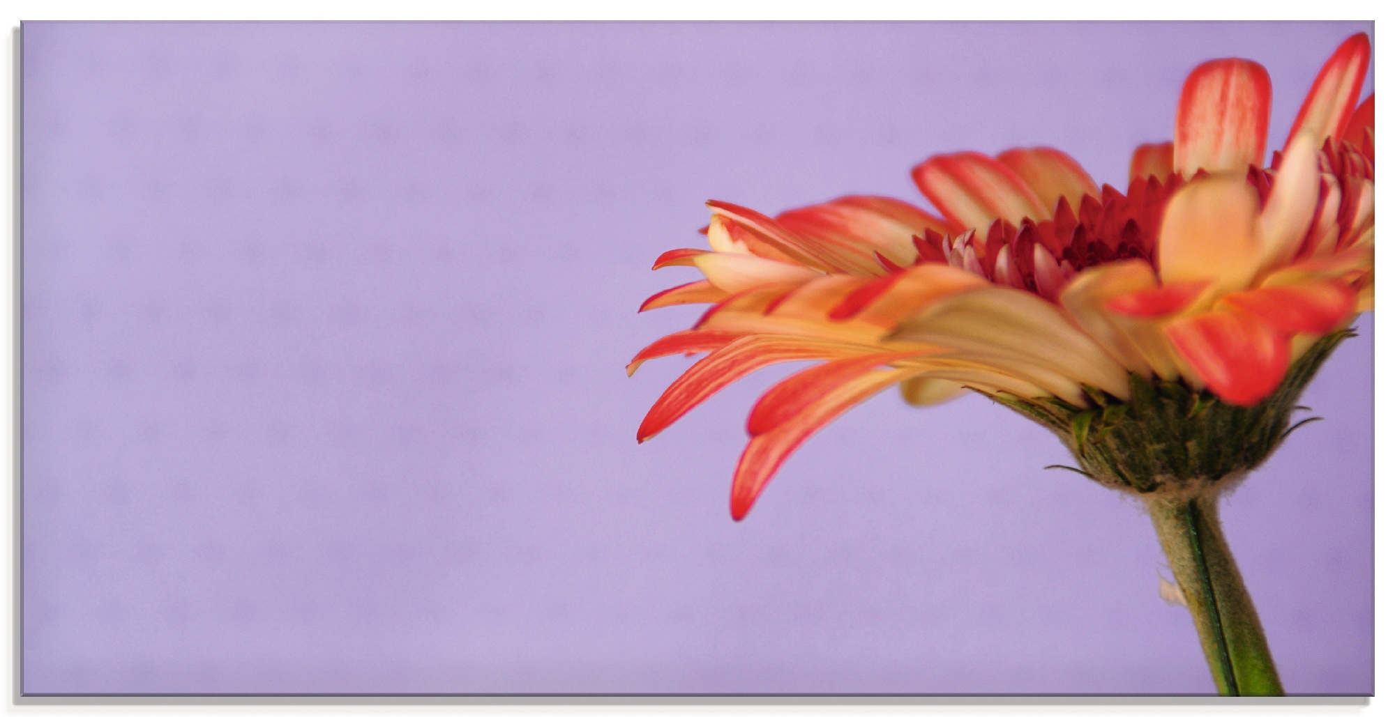 Artland Glasbild »Blume«, (1 Größen verschiedenen in BAUR St.), | Blumen, kaufen