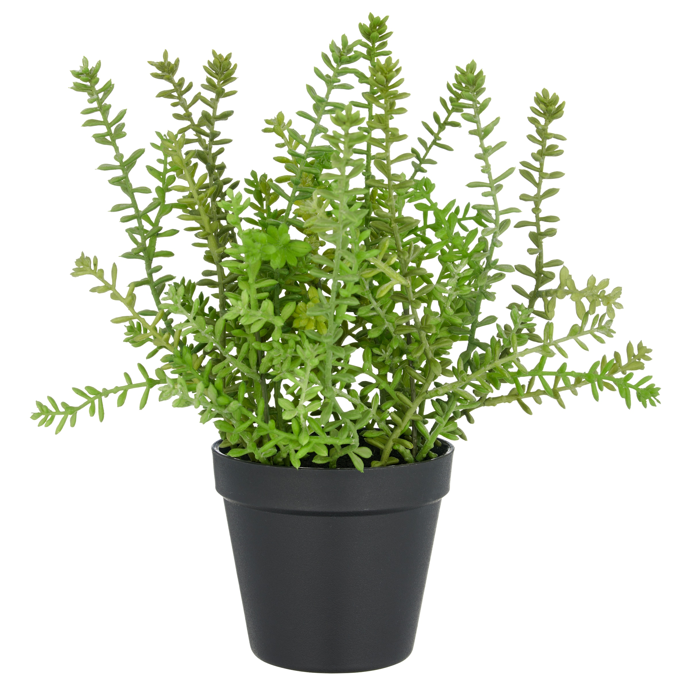 Creativ green Kunstpflanze »Sedum acre Yellow Queen«, mit filigranen Sedumzweigen