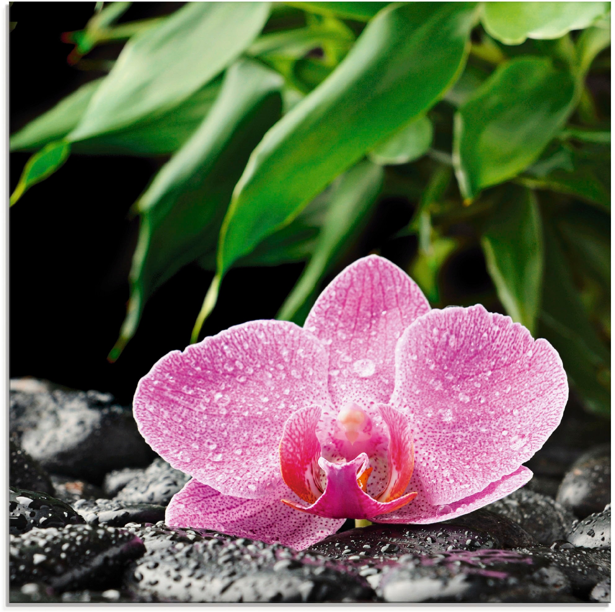 Artland Glasbild "Rosa Orchidee auf schwarzen Zen Steinen" Blumen 1 Stk. tlg. in verschiedenen Größen