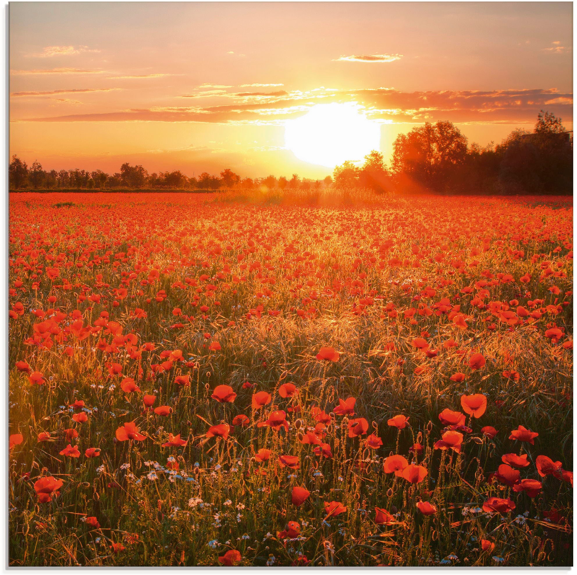 Artland Stiklinis paveikslas »Mohnblumenfeld b...