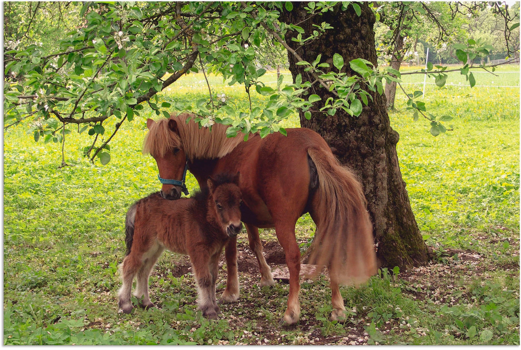 Artland Paveikslas »Pony - Mutterglück« namini...