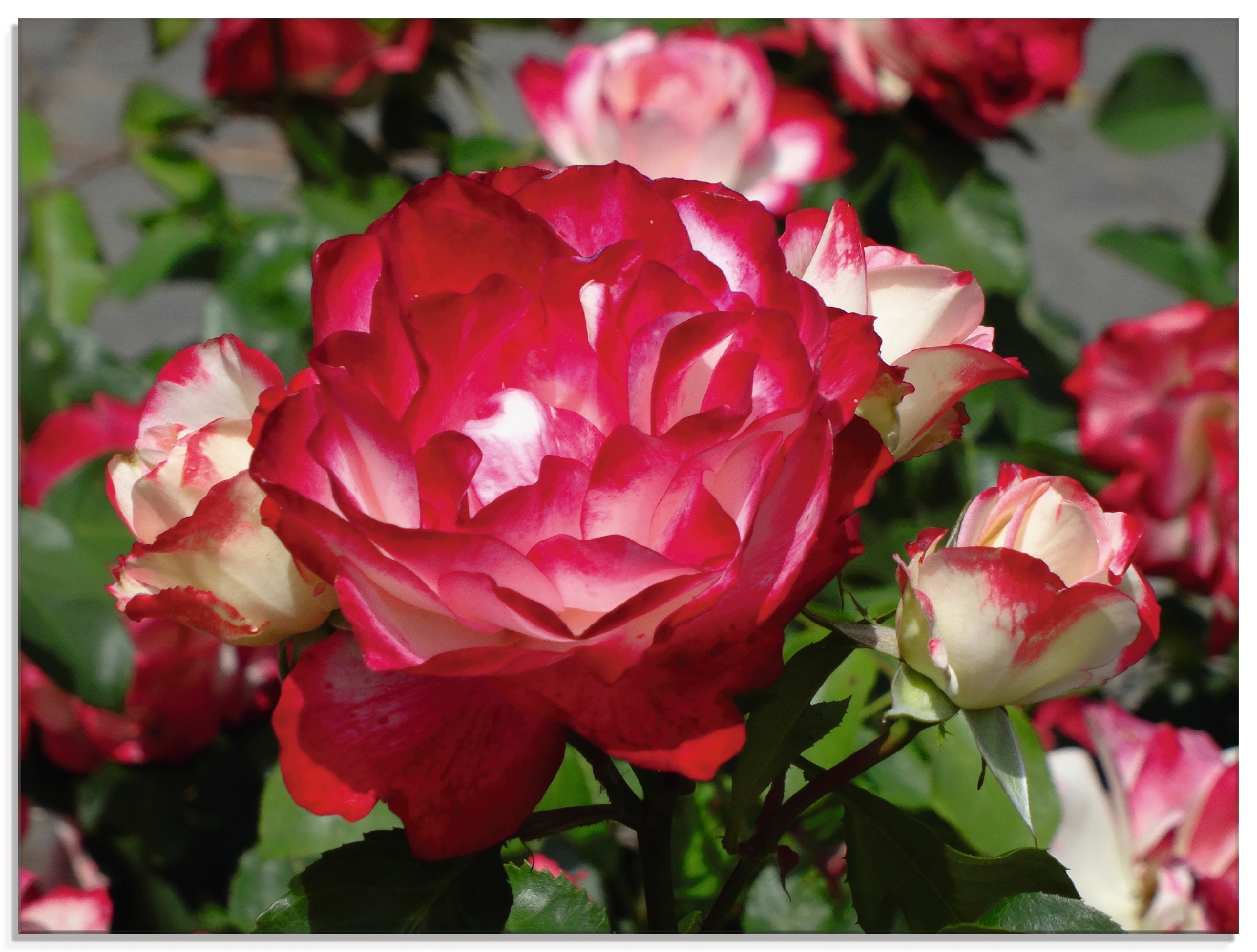 Artland Glasbild "Rot weiße Rosenblüte", Blumen, (1 St.), in verschiedenen Größen