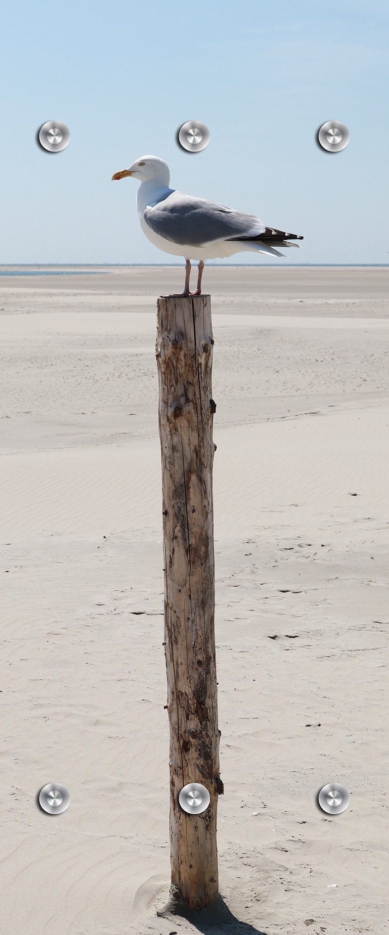 queence Garderobenpaneel »Wandgarderobe  mit Motiv Foto einer Möwe am Meer inkl. Edelstahlhaken« 1 Stk. tlg. HD Premium Druck auf Acrylglas