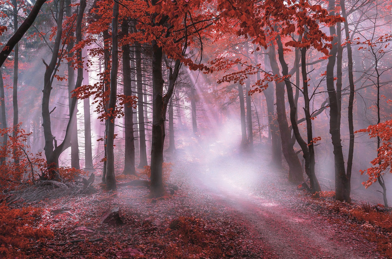 Bönninghoff Leinwandbild »Herbstwald im bestellen | Nebel«, St.) (1 BAUR