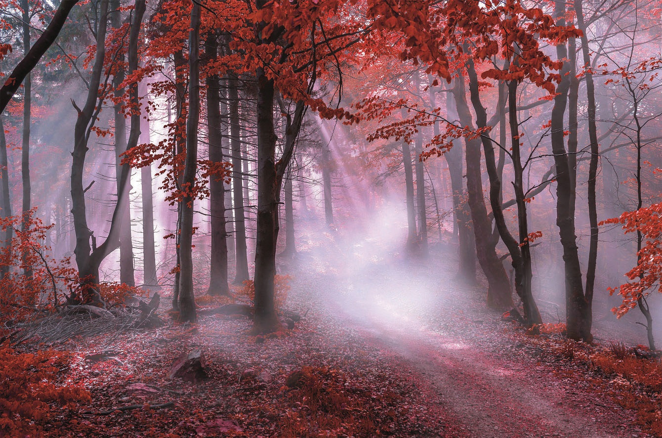 Bönninghoff Leinwandbild "Wandbild NEBEL IM ROTEN WALD 78x118 cm – Leinwandbild Keilrahmen Deko" Natur Wald mystischer Wald 1 Stk. tlg. auf Keilrahmen gespannt