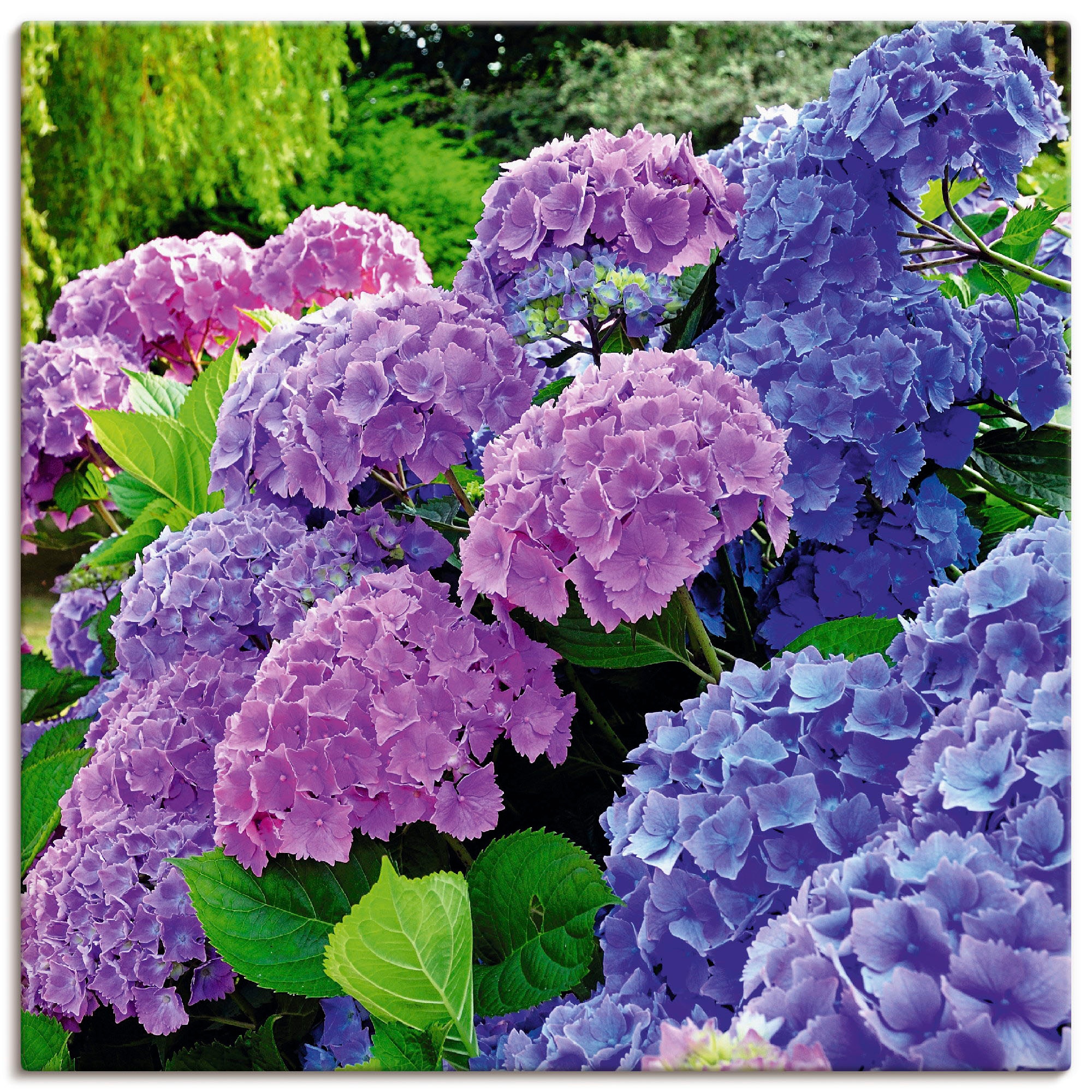 Artland Paveikslas »Hortensien im Garten« Blum...