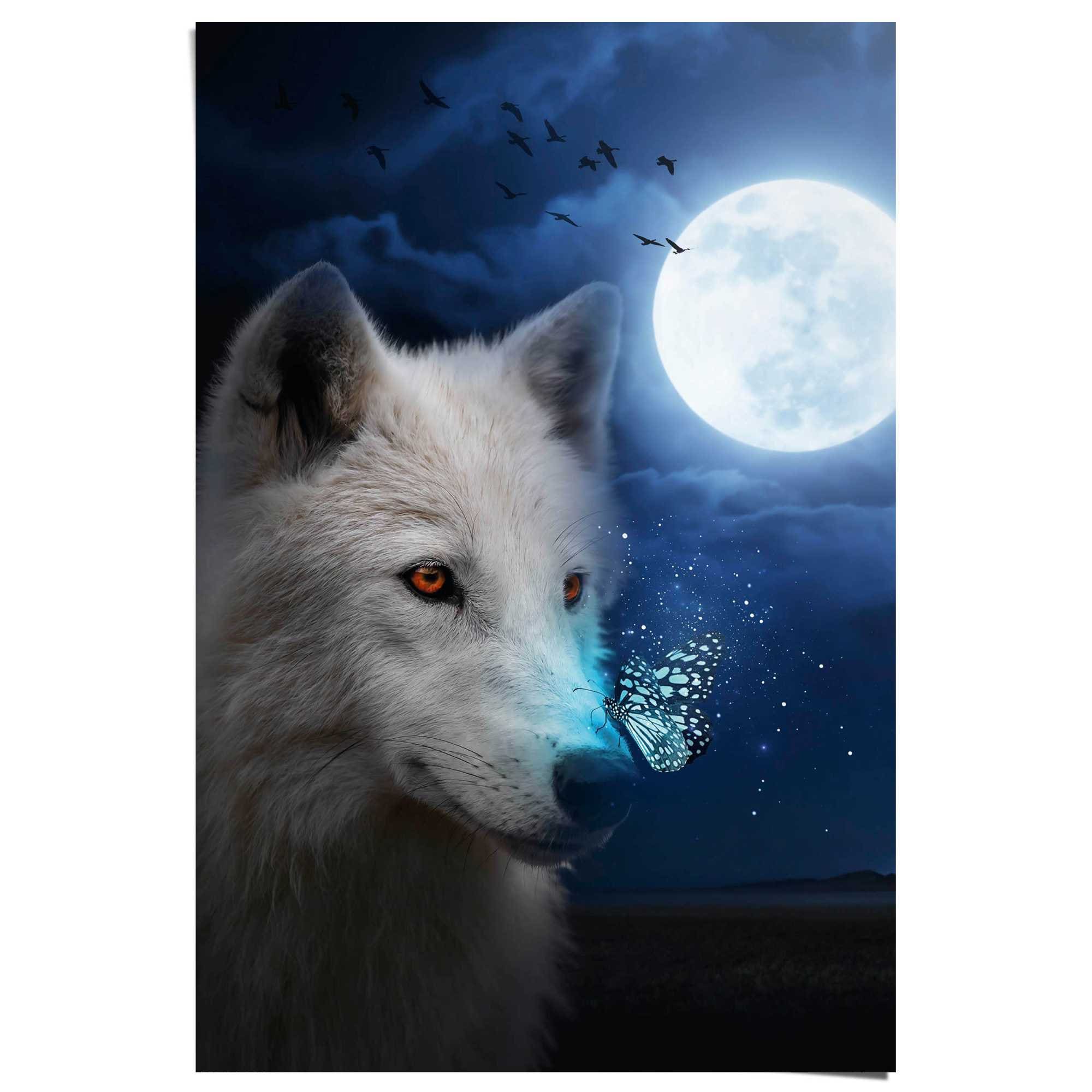 Poster »Weißer Wolf«