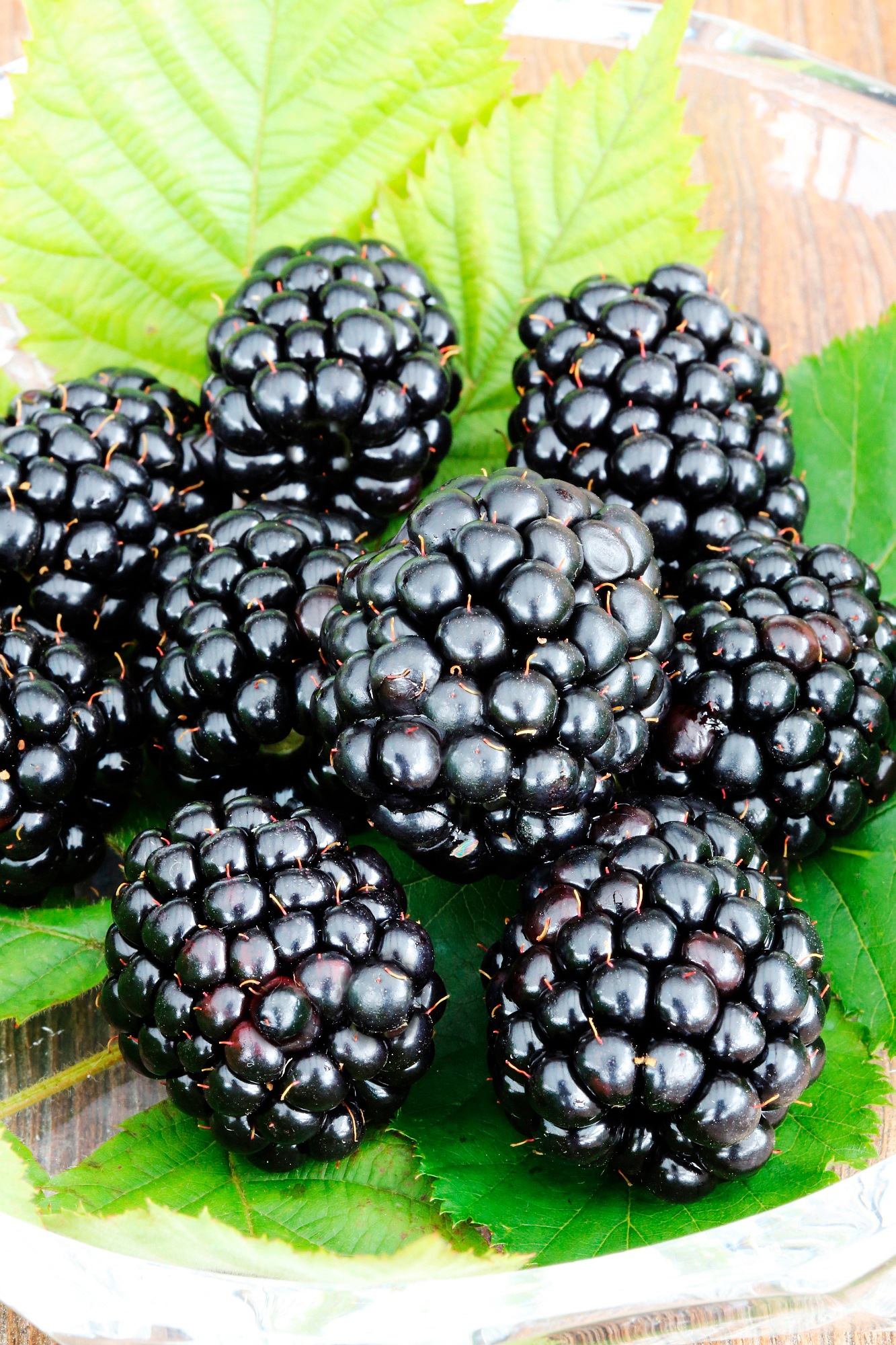 BCM Obstpflanze »Brombeere 'Triple Crown'«, (1 St.), Höhe: 30-40 cm, 1 Pflanze kaufen
