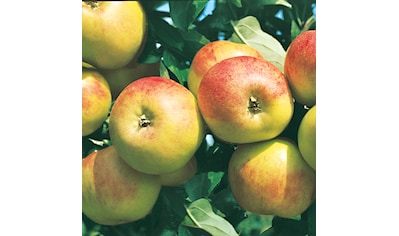 BCM Obstpflanze »Apfel 'Gravenstein'«, (1 St.), Höhe: 150-175 cm, 1 Pflanze kaufen