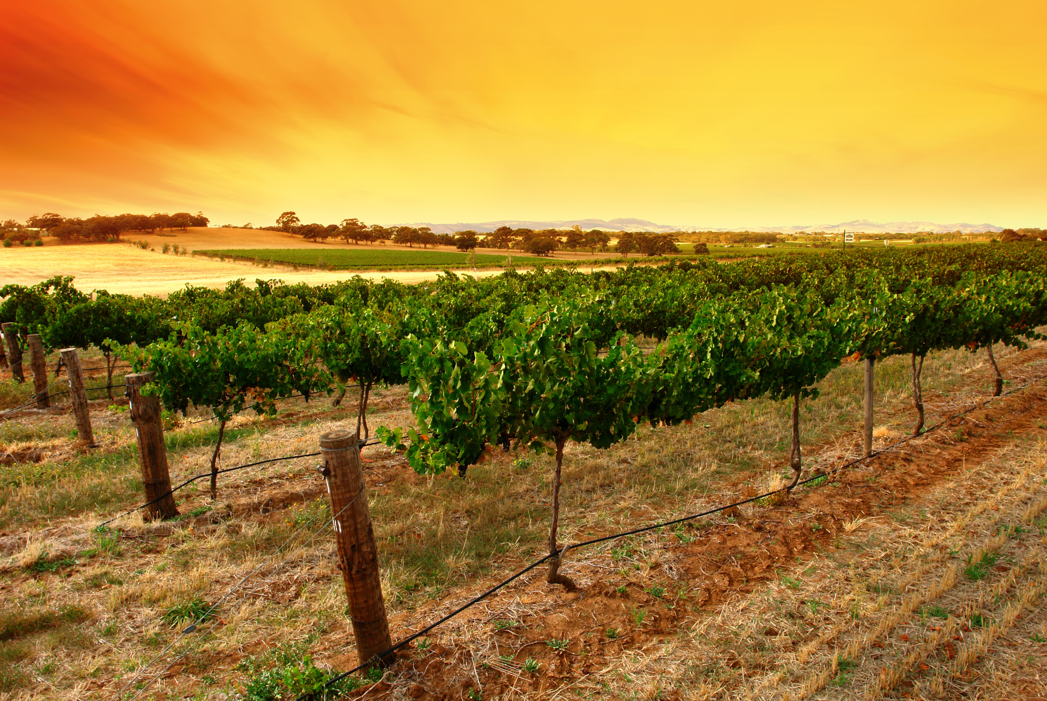 Papermoon Fototapete "Sunrise Vineyard" glatt