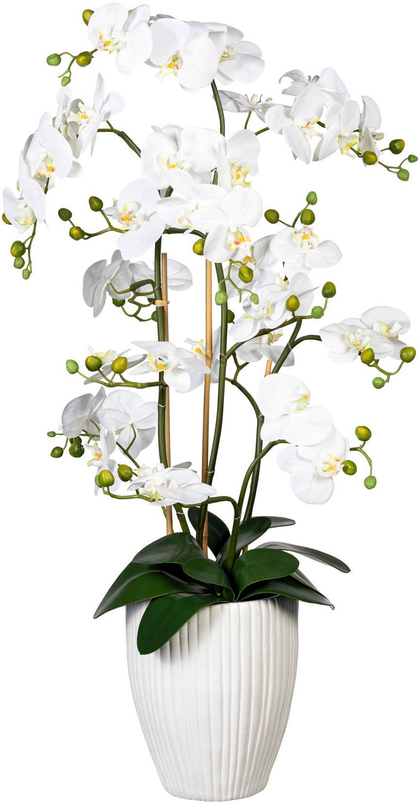 Creativ green | BAUR Kunstorchidee »Deko-Orchidee bestellen Keramiktopf« Phalaenopsis im XL
