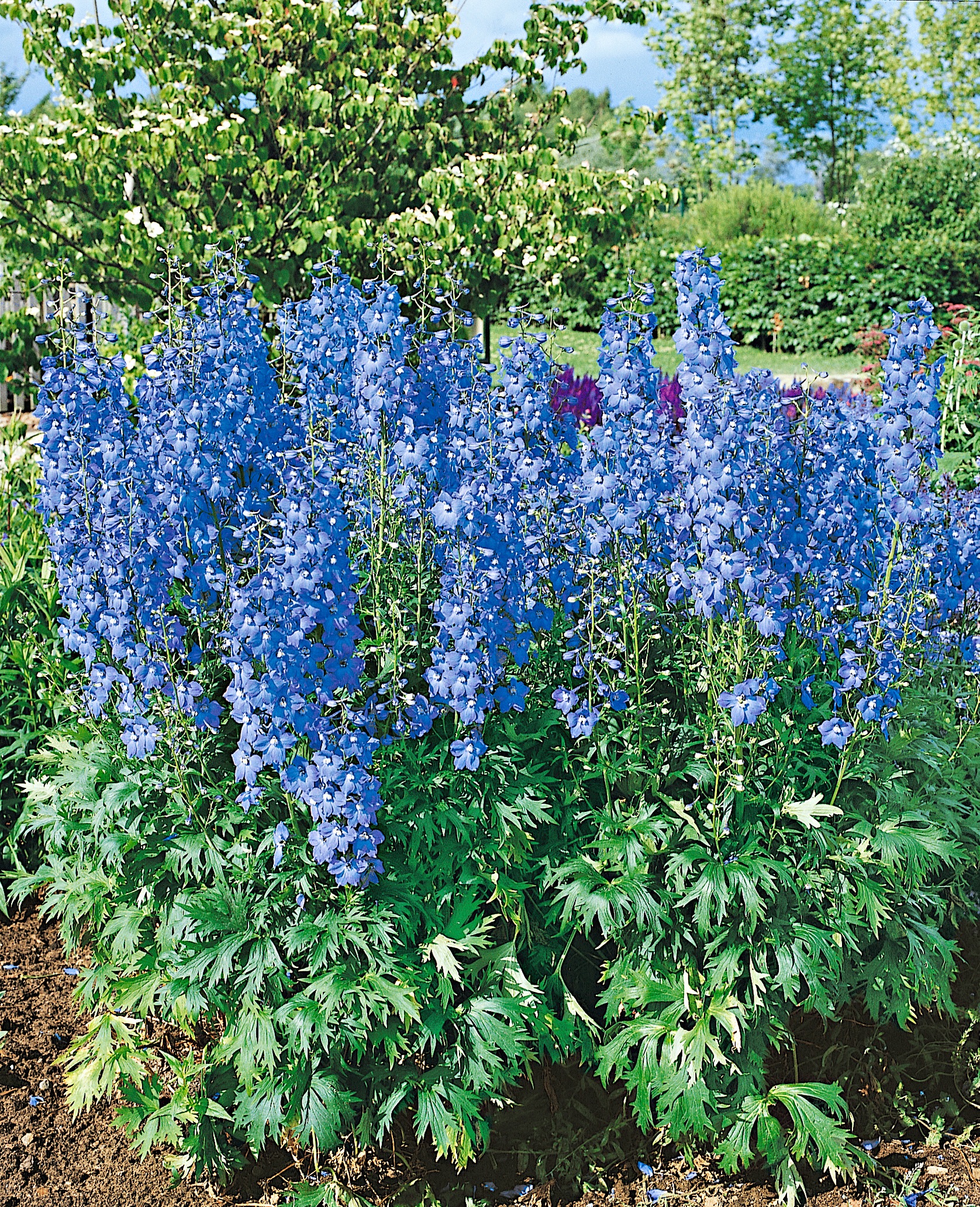 BCM Staude »Rittersporn New Milennium Blue Lace«, (2 St.), Rittersporn-Set: 2 Pflanzen kaufen