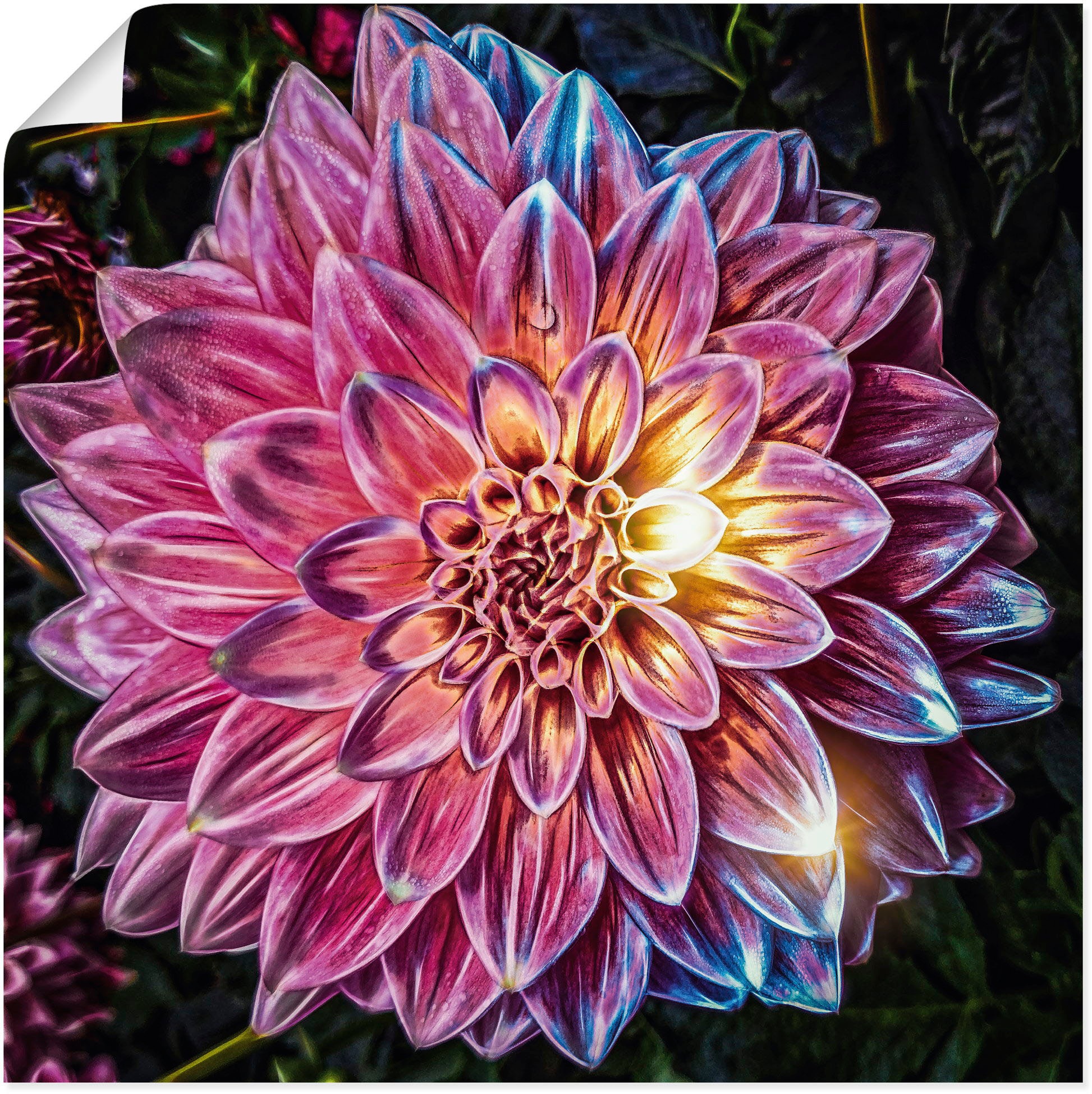 St.), | (1 Wandaufkleber Blumenbilder, versch. Alubild, BAUR Leinwandbild, bestellen oder Größen Wandbild Poster in »Lila als Blüte beleuchtet«, Artland