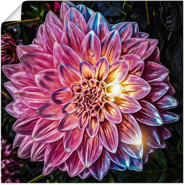 Artland Wandbild »Lila Blüte beleuchtet«, Blumenbilder, (1 St.), als Alubild,  Leinwandbild, Wandaufkleber oder Poster in versch. Größen bestellen | BAUR