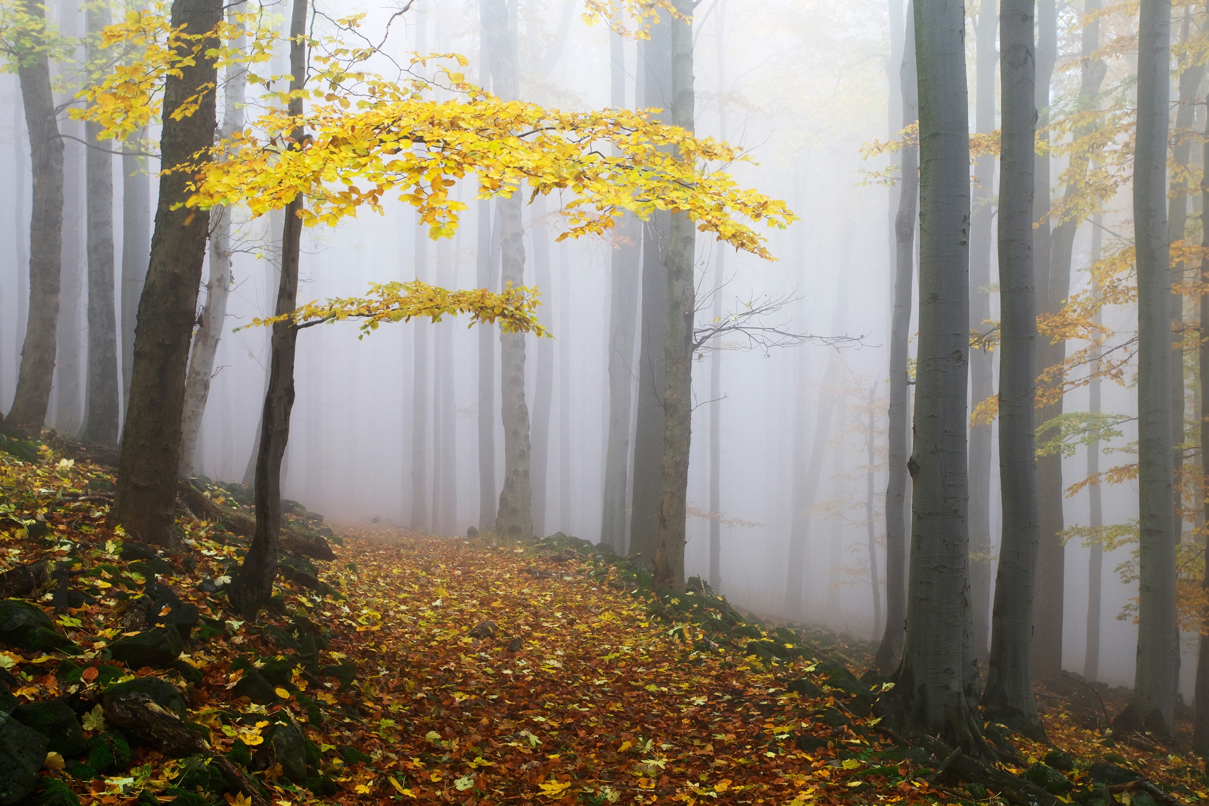 Papermoon Fototapete "Photo-Art MARTIN RAK, NOVEMBERWALD"