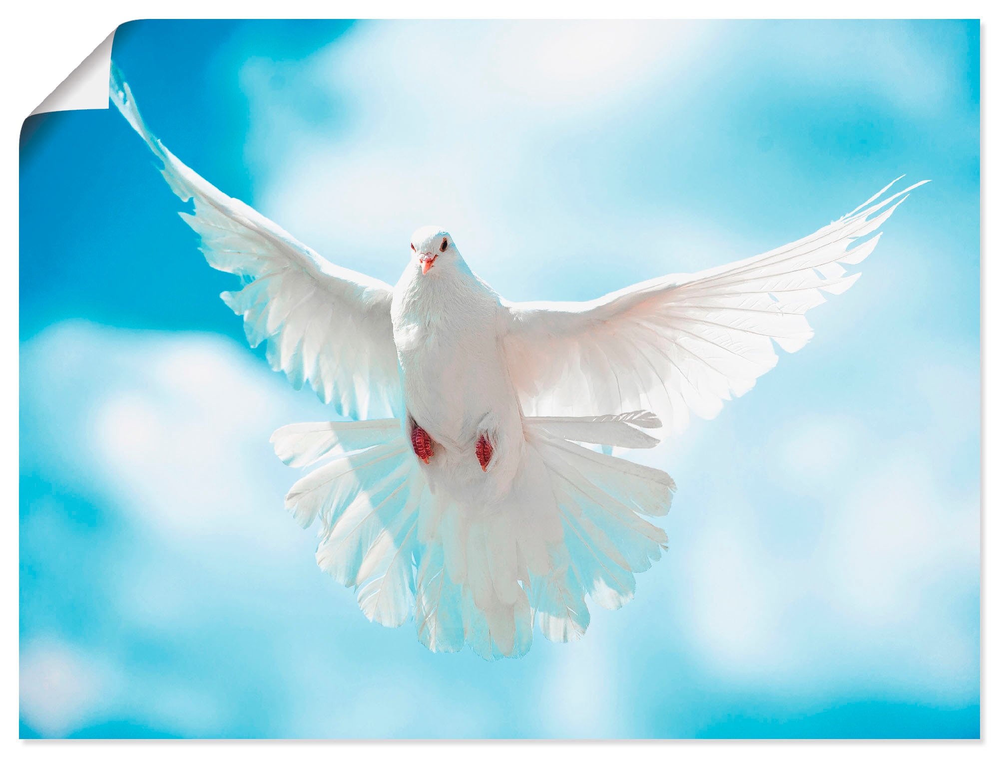 Artland Wandbild "Taube mit ausgebreiteten Flügeln" Vögel 1 Stk. tlg. als A günstig online kaufen