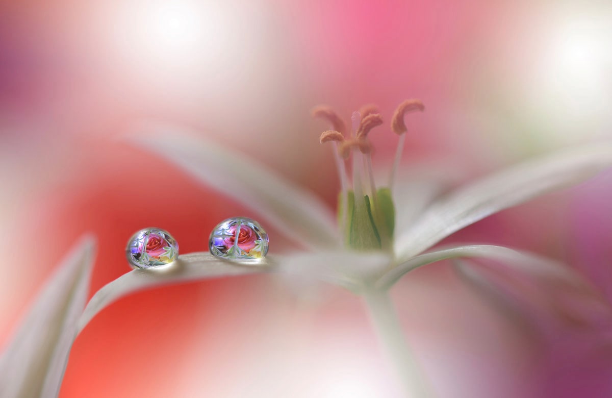 Papermoon "Zen Wassertropfen mit Blume Makro"