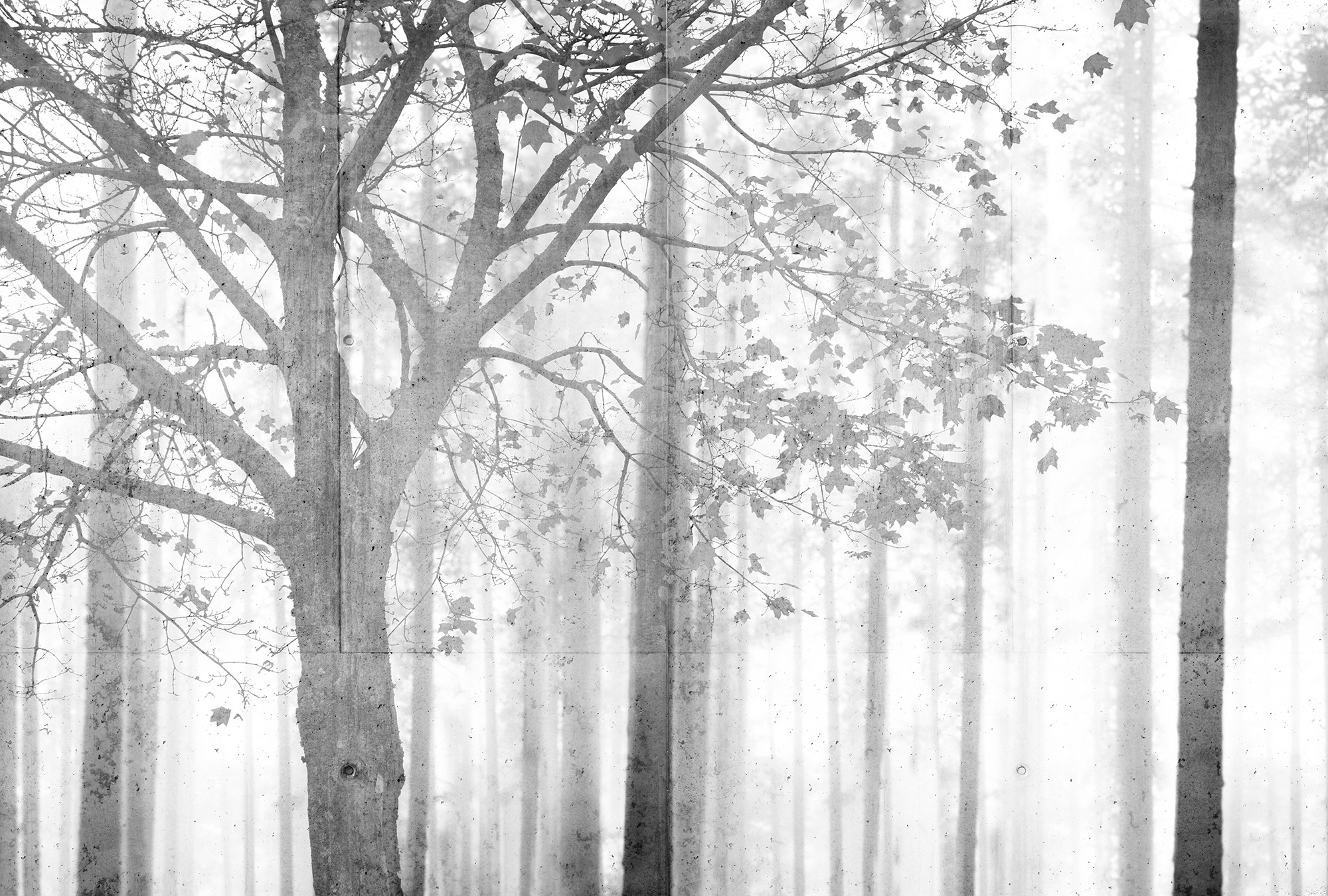Architects Paper Fototapete "Atelier 47 Edge 2" Wald glatt Wald Fototapete Edge 4,00 m x 2,70 m 200 g Vlies Premium Tapete Natur