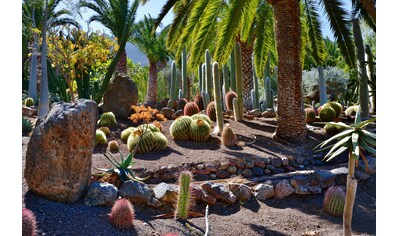 Fototapete »KAKTUS-GARTEN-PFLANZE DEKOR PALMEN NATUR BLÜTE MUSTER«