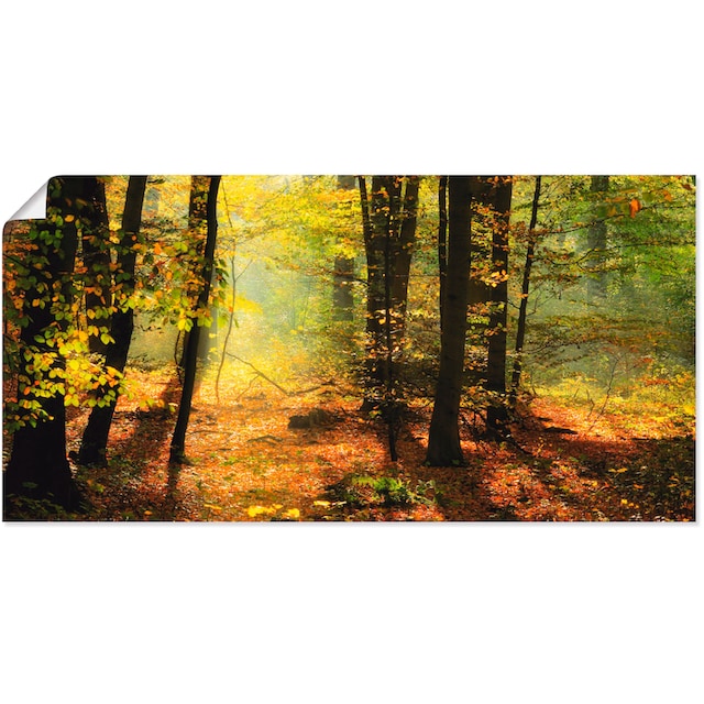 Artland Wandbild »Herbstlicht im Wald«, Wald, (1 St.), als Leinwandbild,  Wandaufkleber oder Poster in versch. Größen kaufen | BAUR