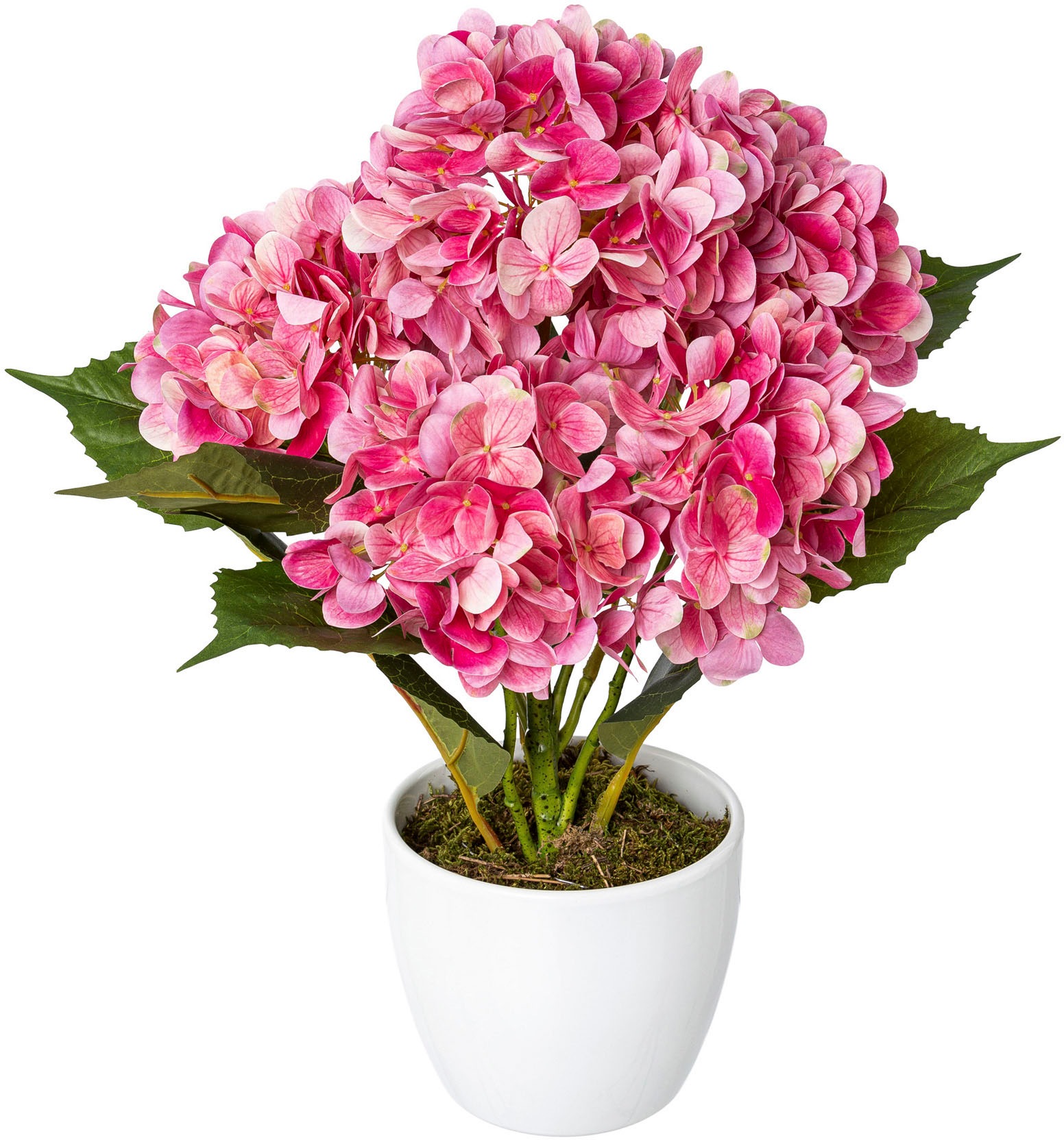 Creativ green Kunstpflanze »Hortensie«, (1 St.), im Keramiktopf kaufen