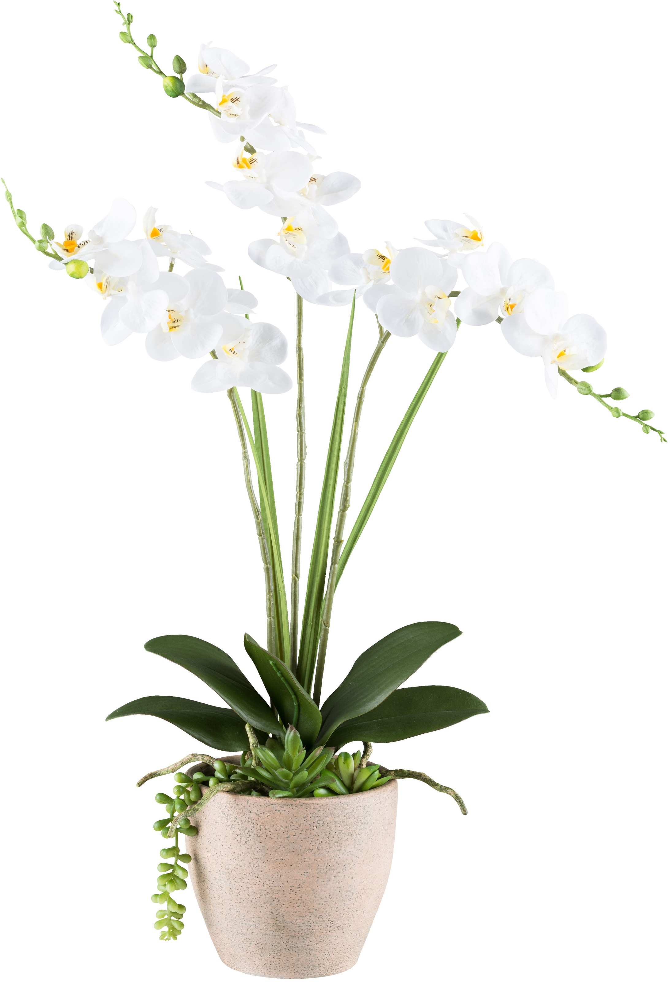 Creativ green Kunstorchidee "Orchidee Phalaenopsis", mit Sukkulenten und Graszweigen arrangiert