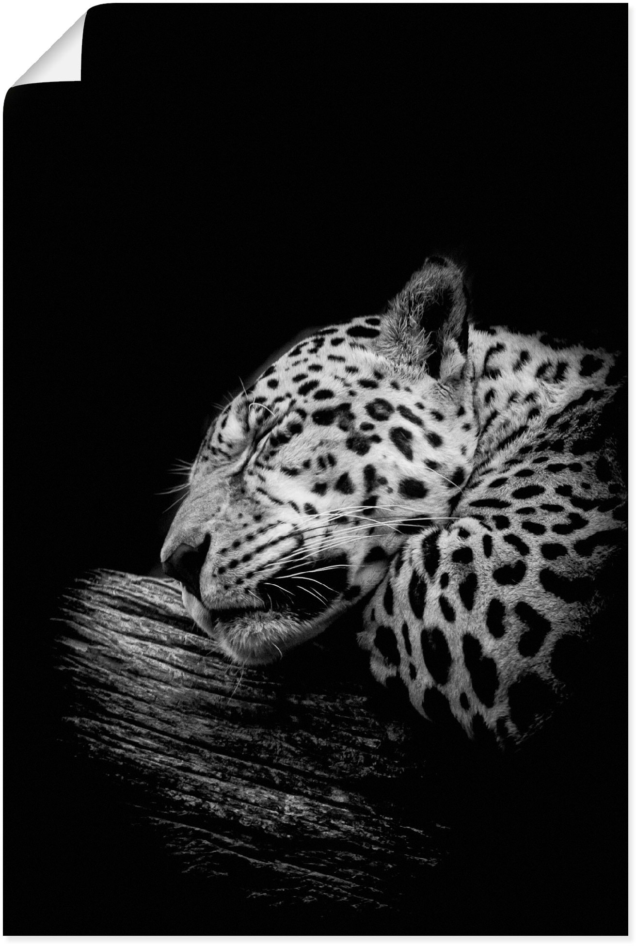 Artland Wandbild "Der schlafende Jaguar" Wildtiere 1 Stk. tlg. als Alubild, Poster in verschied. Größen
