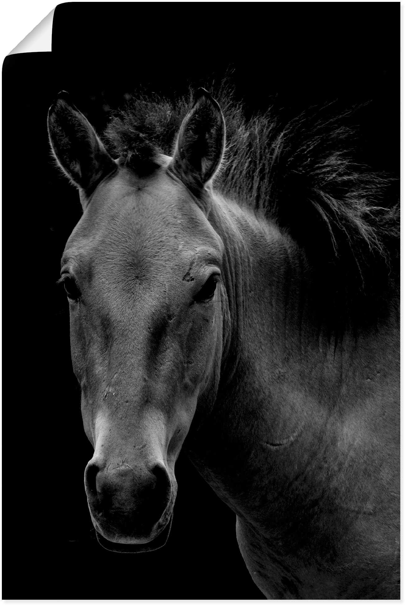 »Wildpferd«, in Poster BAUR (1 versch. als Wandaufkleber Artland oder | Alubild, Größen St.), Leinwandbild, Pferdebilder, bestellen Wandbild