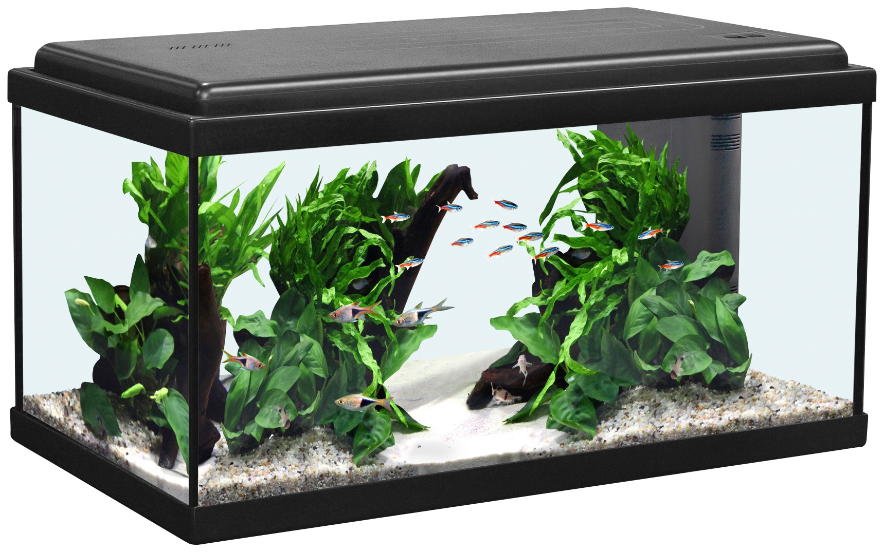 Aquatlantis Aquarium Rechnung l | BAUR BxTxH: 54 per 60 cm, LED«, 60x30x34 »Advance