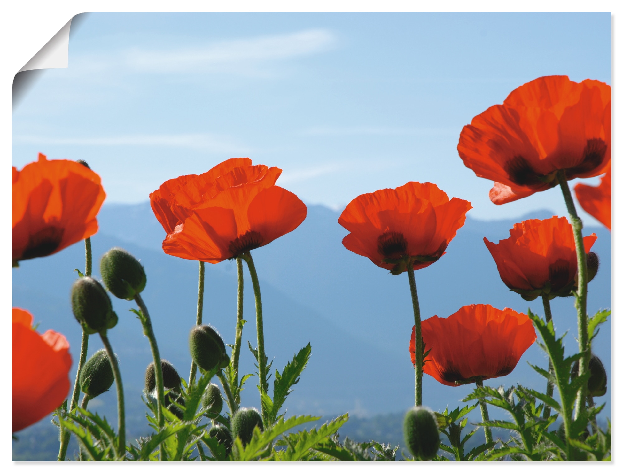 Artland Wandbild "Mohnblüten", Blumen, (1 St.), als Leinwandbild, Poster in verschied. Größen