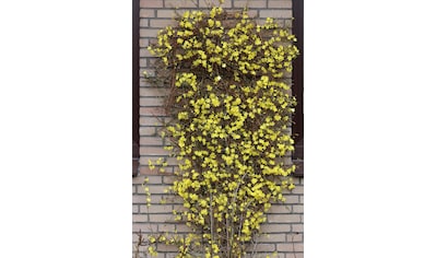 BCM Gehölze »Winterjasmin«, (2 St.), Höhe: 40-60 cm, 2 Pflanzen kaufen