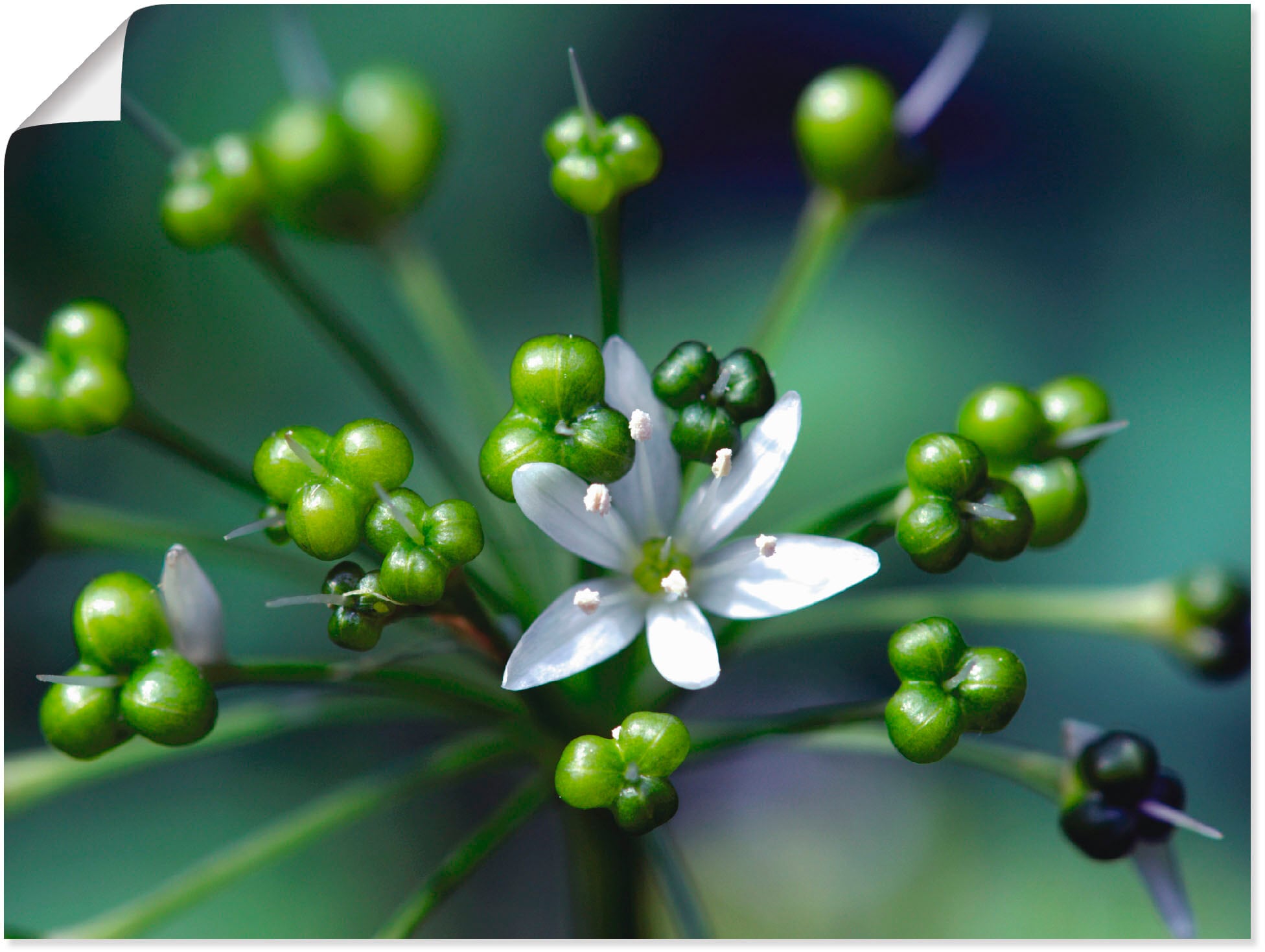 Artland Wandbild "Bärlauchblüte" Blumen 1 Stk. tlg. als Leinwandbild, Poste günstig online kaufen
