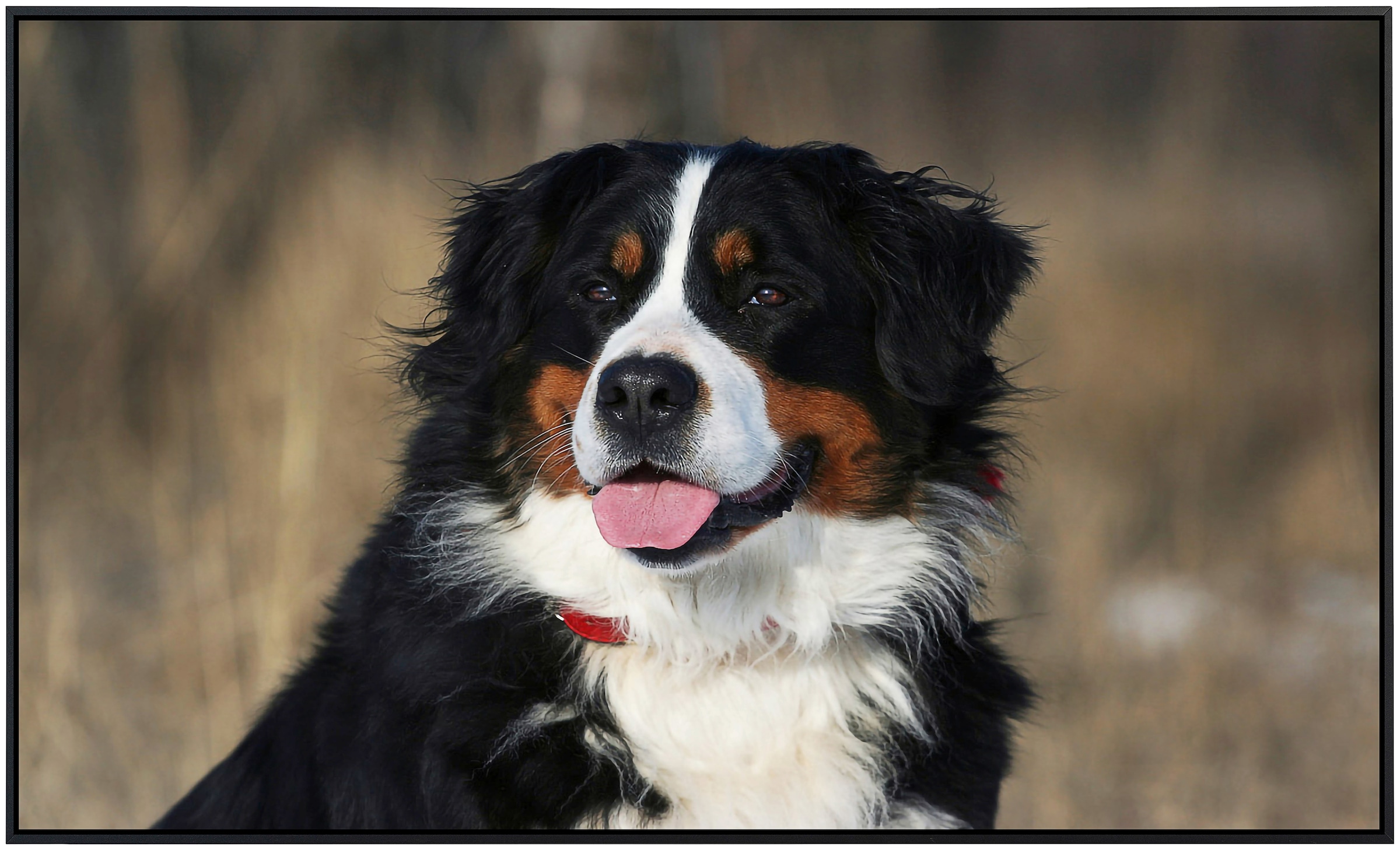 Papermoon Infrarotheizung »Hund, Berner Sennenhund«, sehr angenehme Strahlungswärme