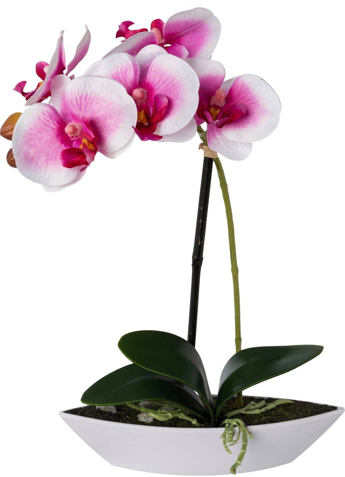 Creativ green Kunstorchidee »Phalaenopsis«, 2er Set, in Kunststoffschale