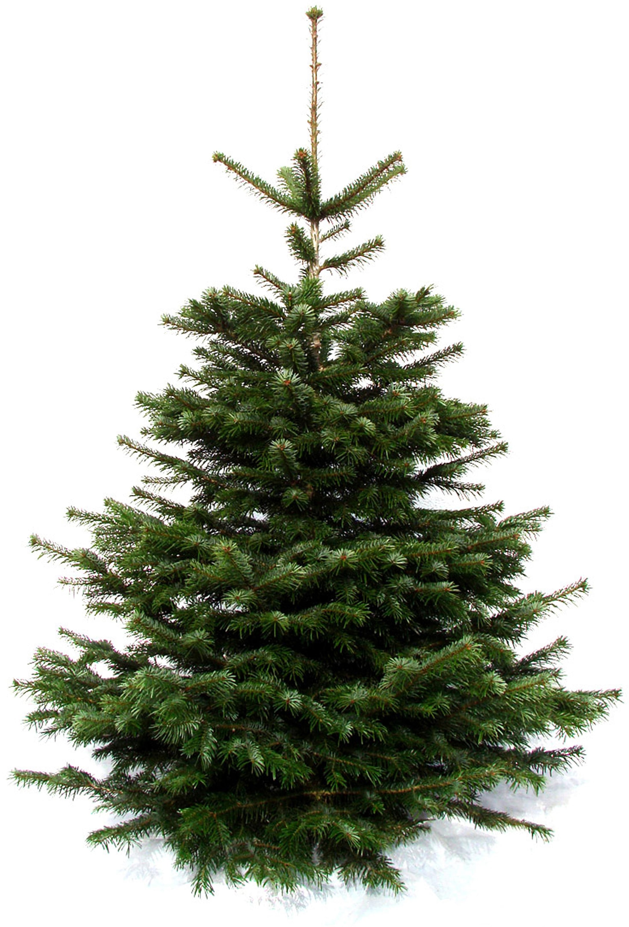 Weihnachtsbaumland Echter Weihnachtsbaum »Nordmanntanne, Premium, Baumschul-Qualität, in verschiedenen Größen«, Nordmanntanne, Stammdurchmesser: 10-12cm, frisch geschlagen, Weihnachtsdeko