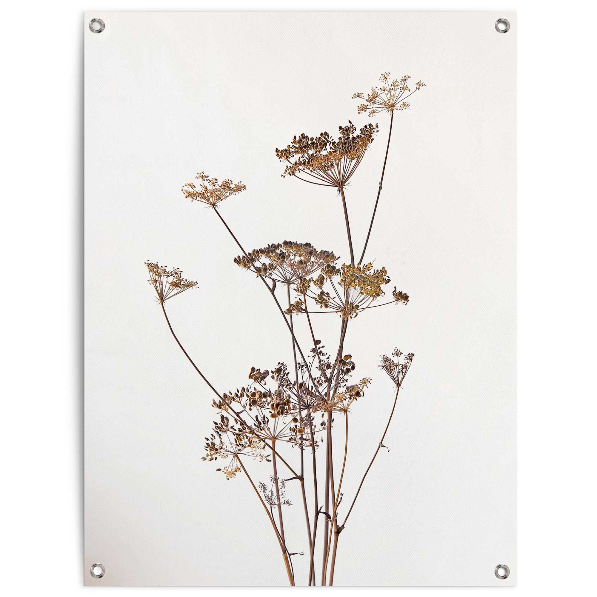 Reinders Poster "Bärenkralle" Garten - Natur - Beige - Leinwand - Blumen und Pflanzen - 60x80 cm