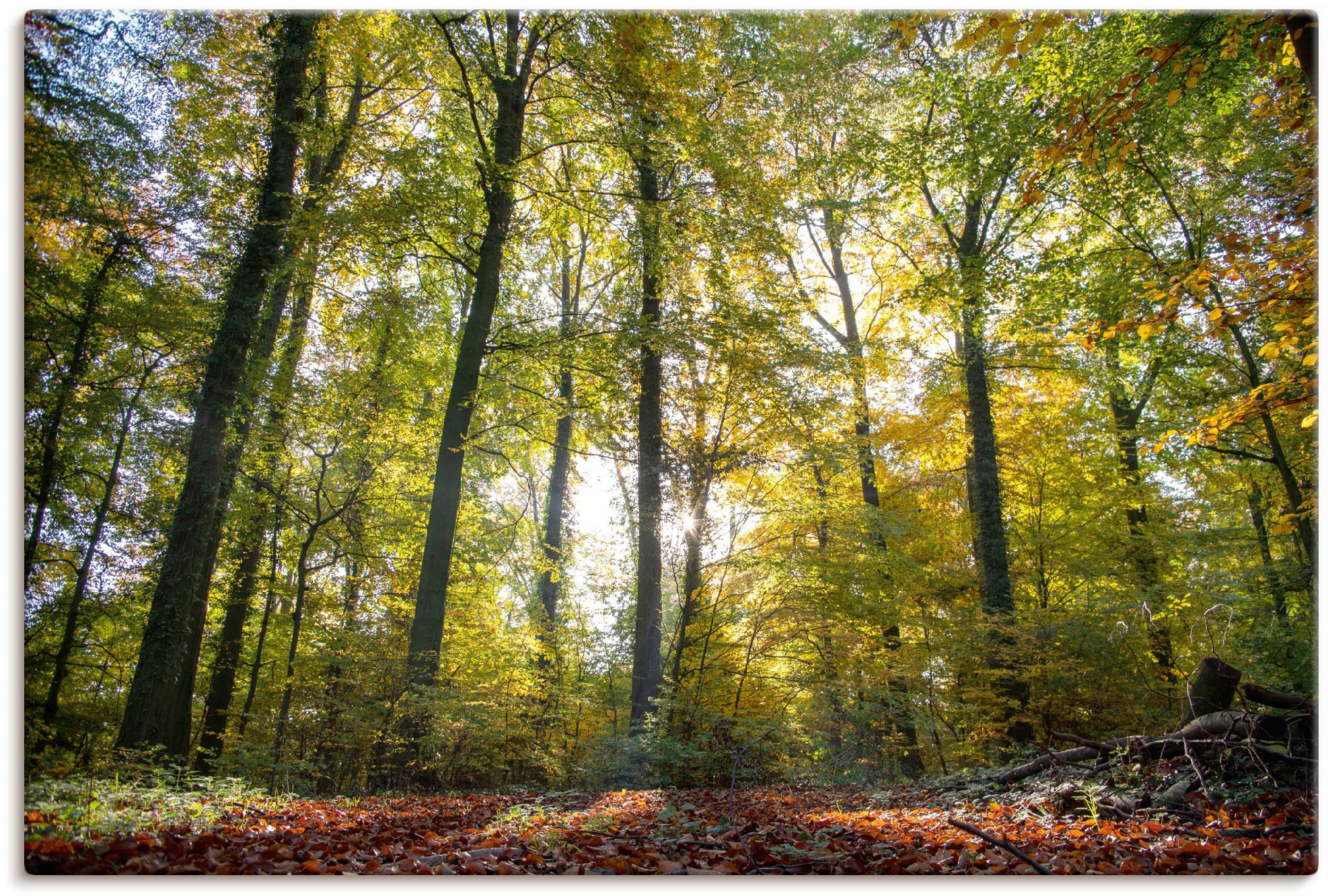 Leinwandbild »Laubwald zum Herbst«, Waldbilder, (1 St.), auf Keilrahmen gespannt