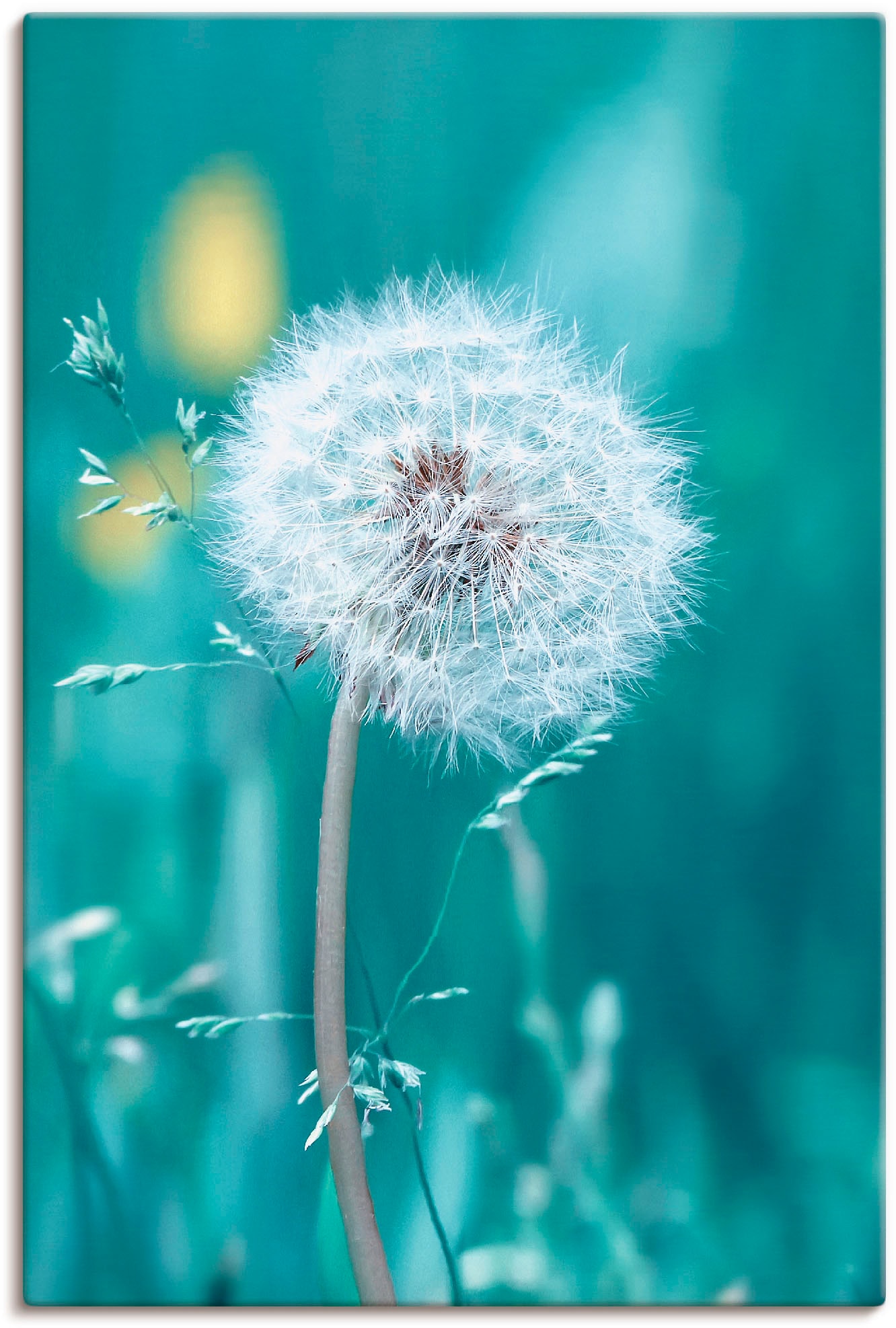 Artland Wandbild "Pusteblume", Blumen, (1 St.), als Leinwandbild, Poster, Wandaufkleber in verschied. Größen